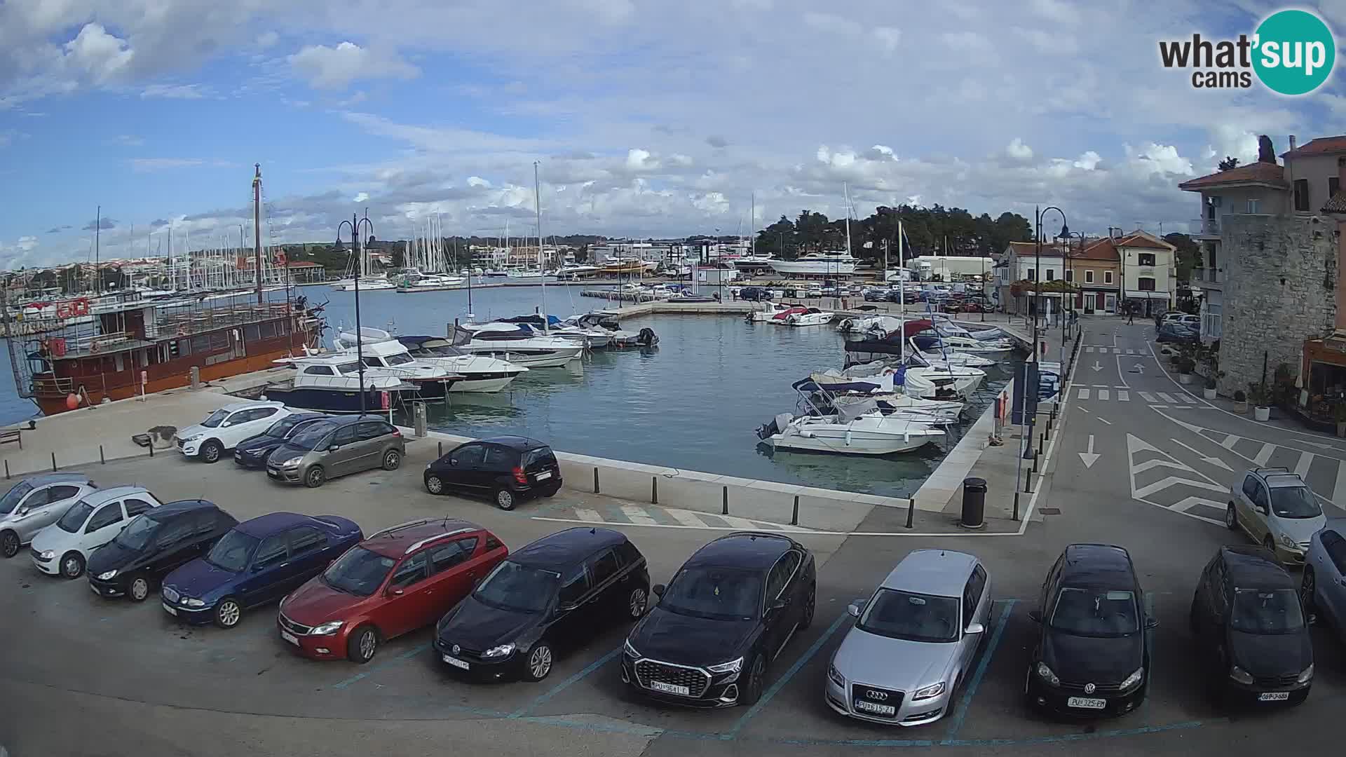 Novigrad | Porporela marina