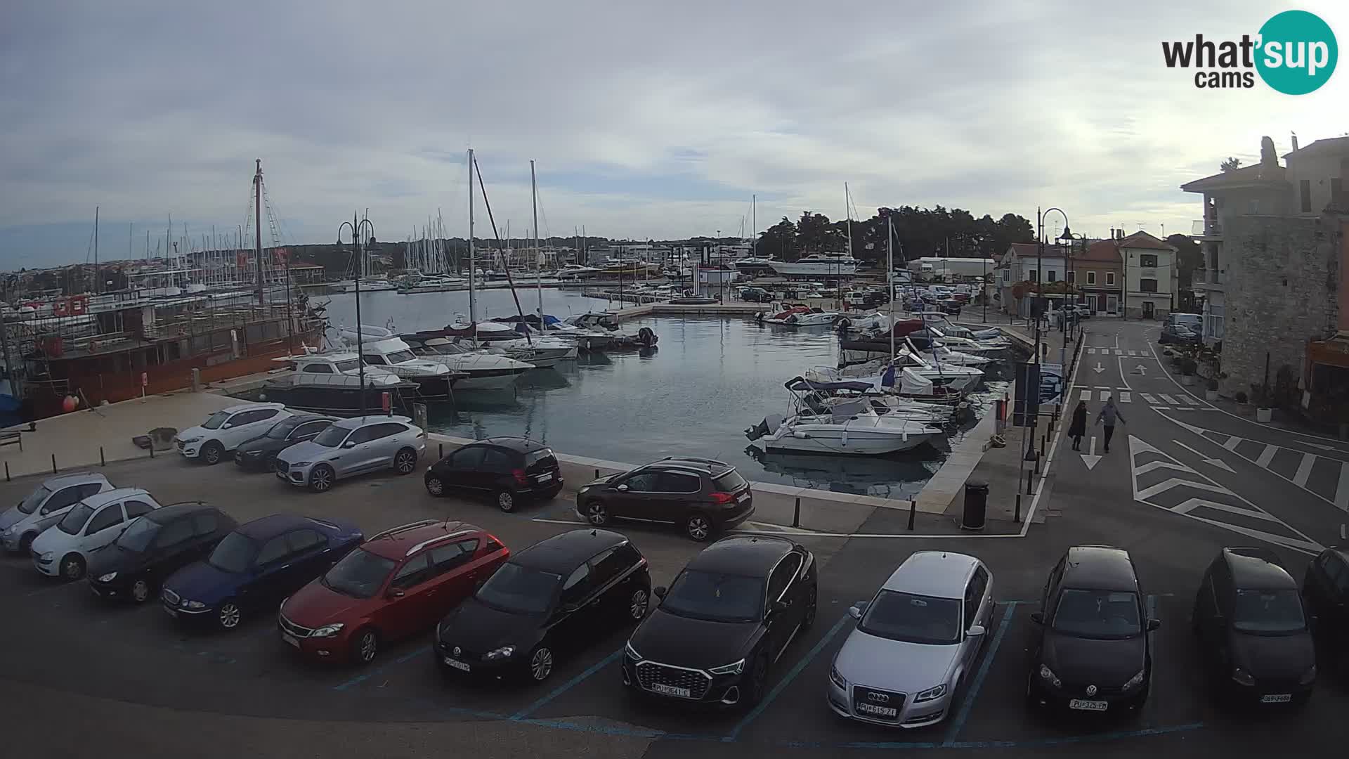 Novigrad | Porporela marina