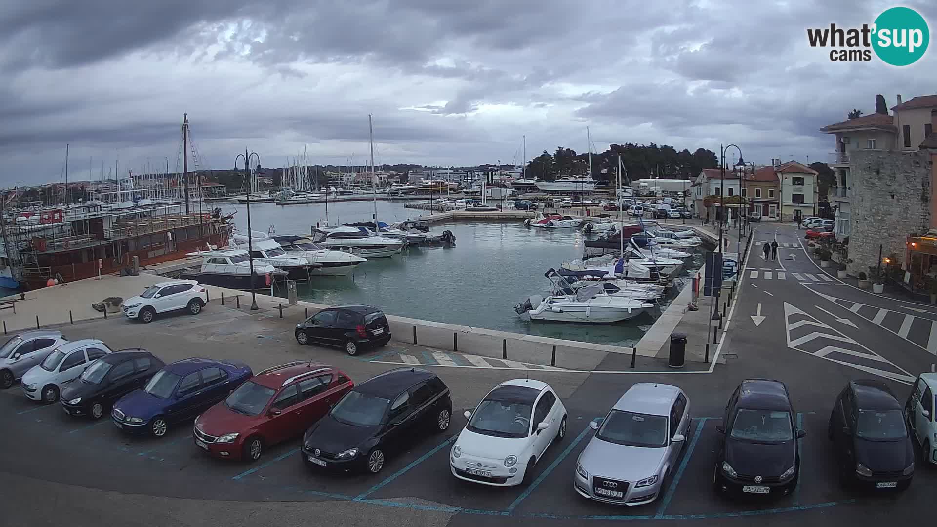 Novigrad | Porporela marina
