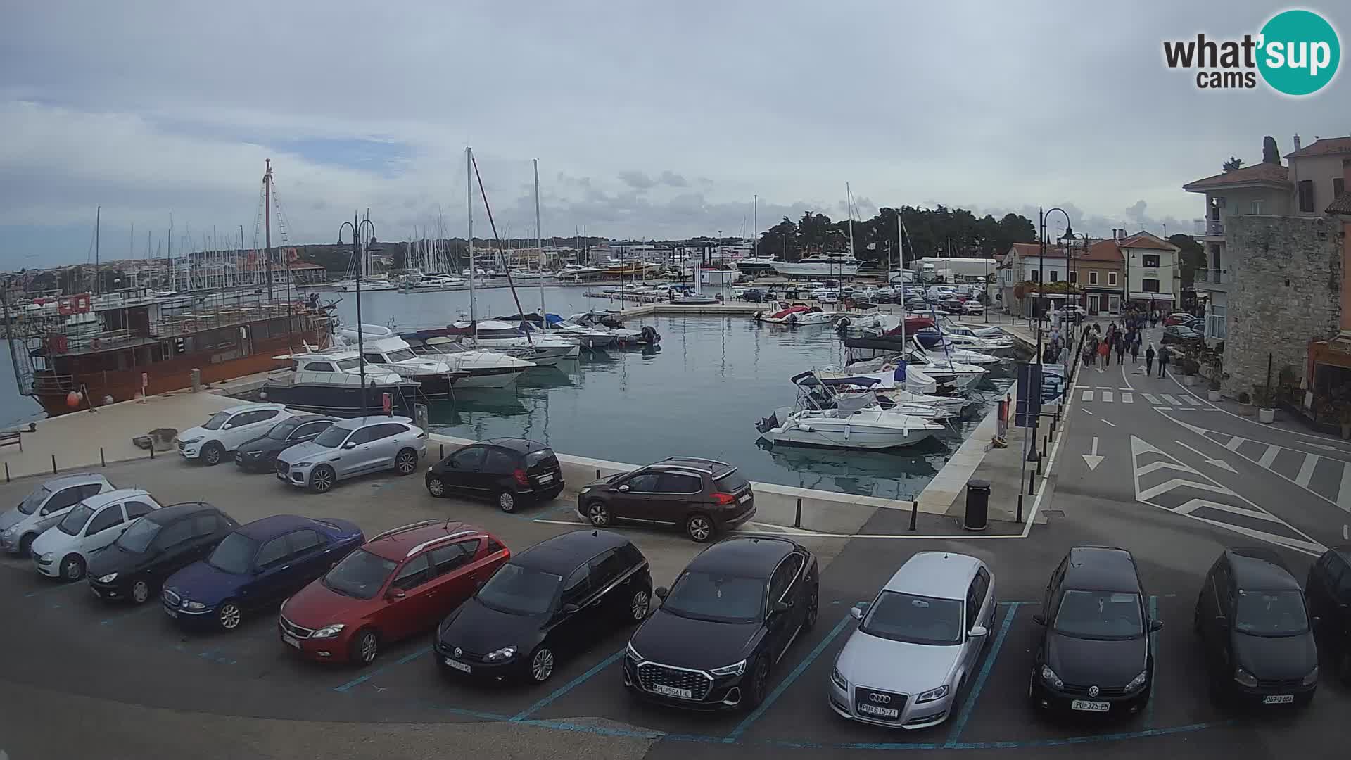 Novigrad | Porporela marina