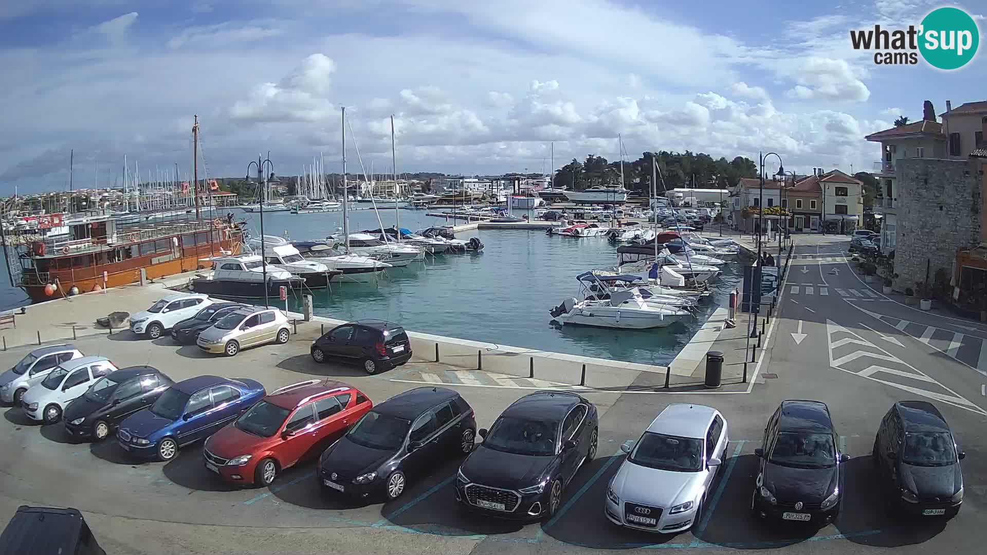 Novigrad | Porporela marina