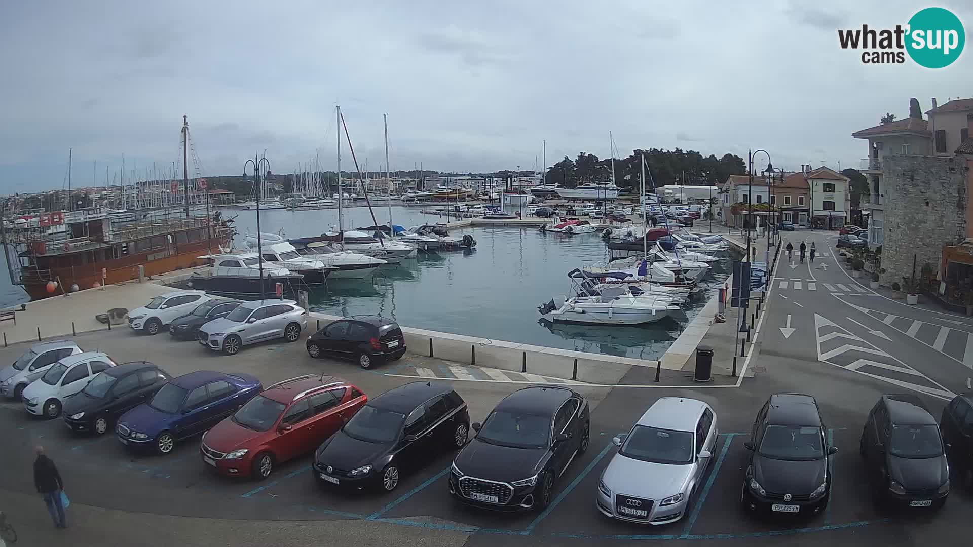 Novigrad | Porporela marina