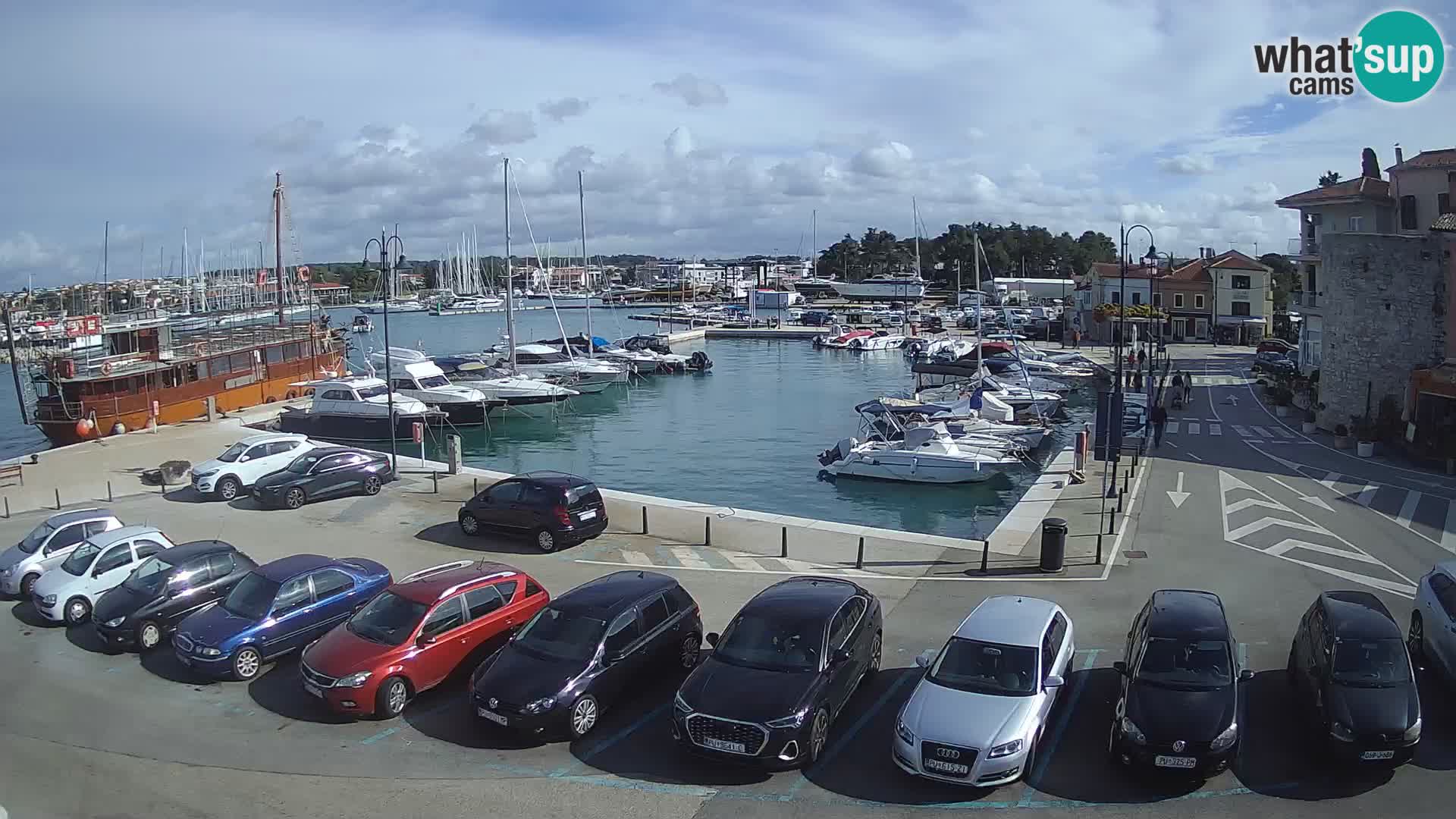 Novigrad | Porporela marina