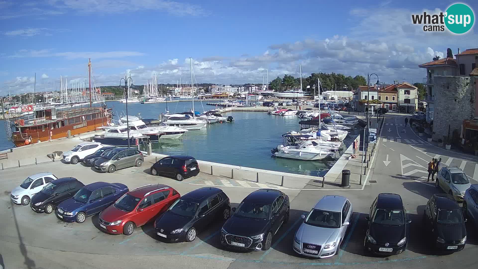 Novigrad | Porporela marina