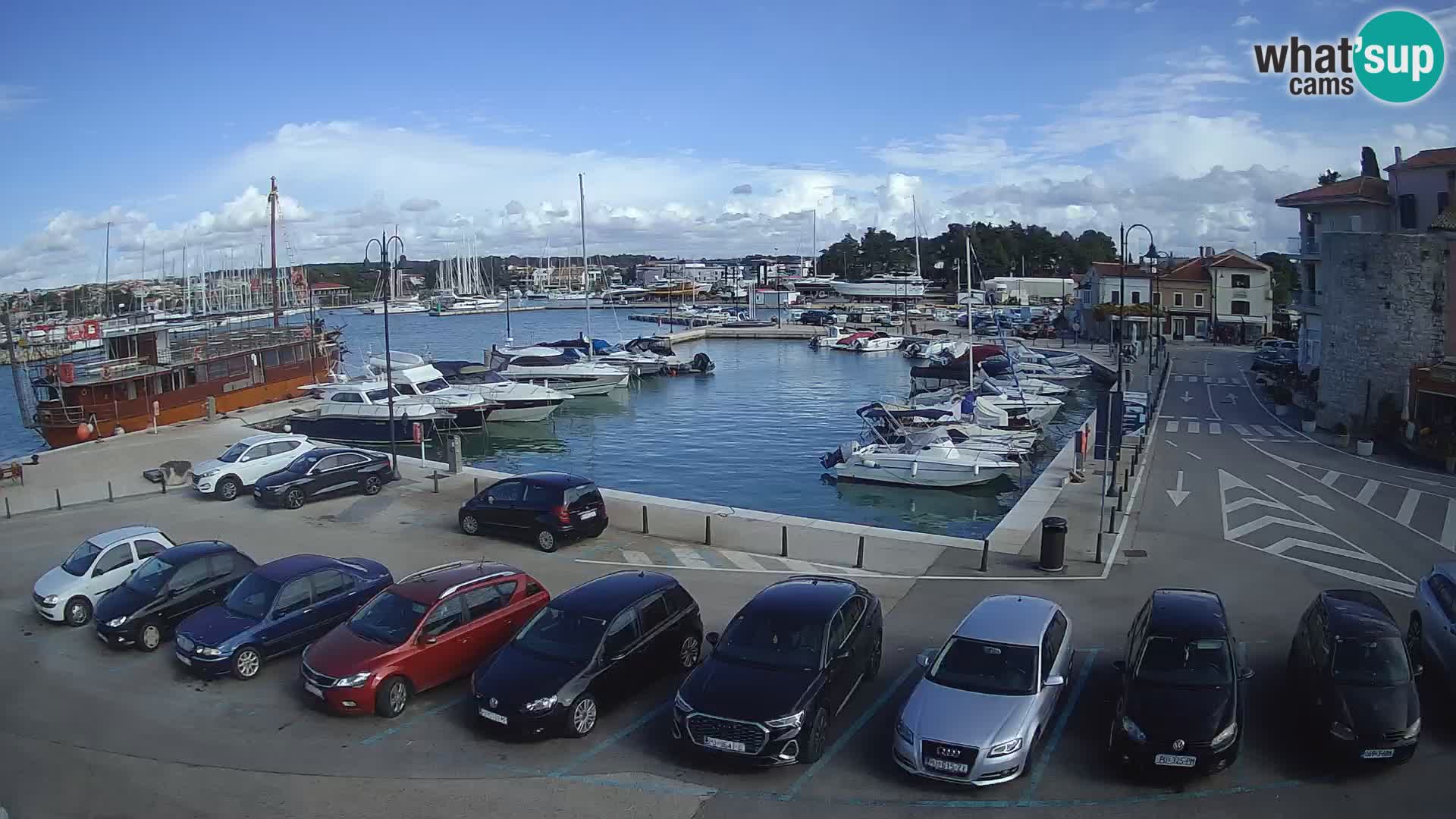 Novigrad | Porporela marina