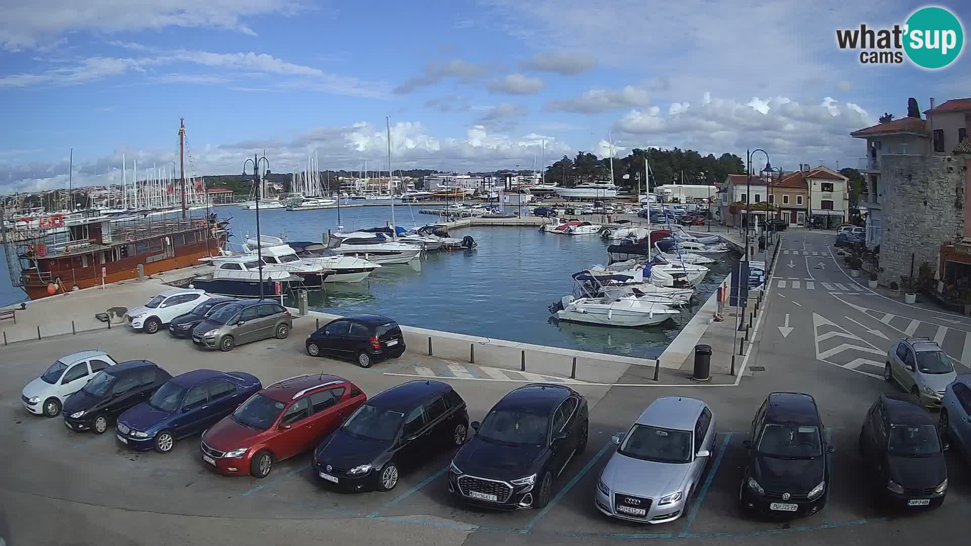 Novigrad | Porporela marina