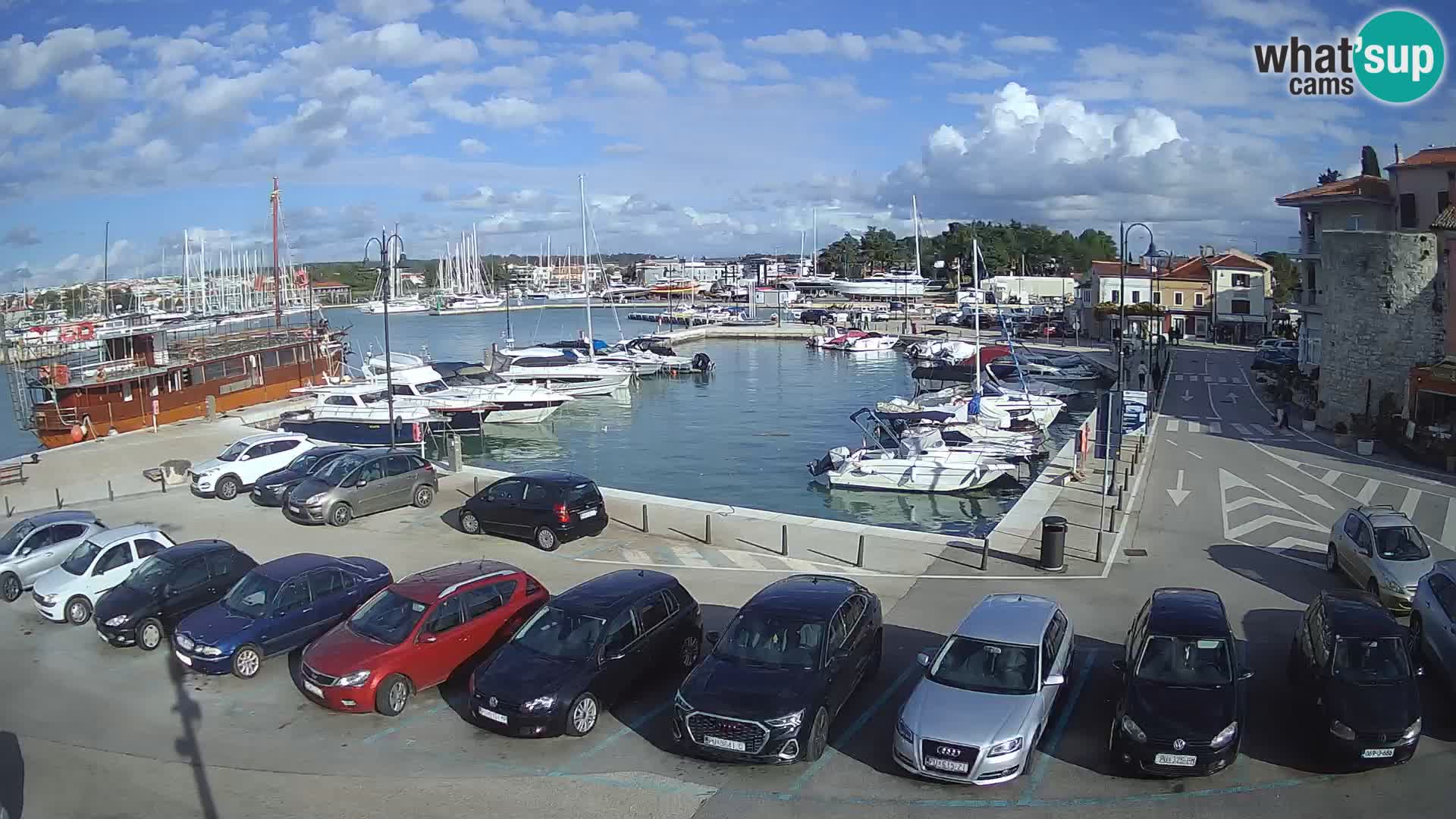 Novigrad | Porporela marina