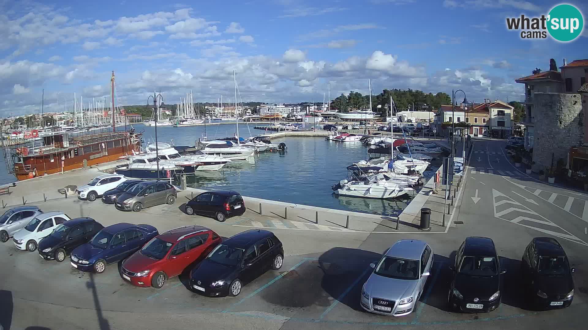 Novigrad | Porporela marina