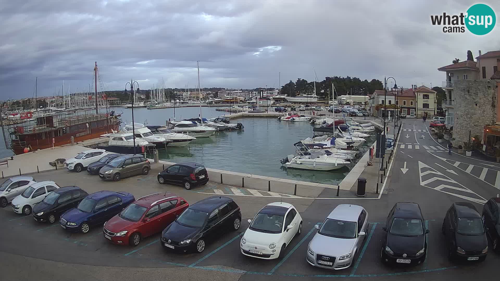 Novigrad | Porporela marina