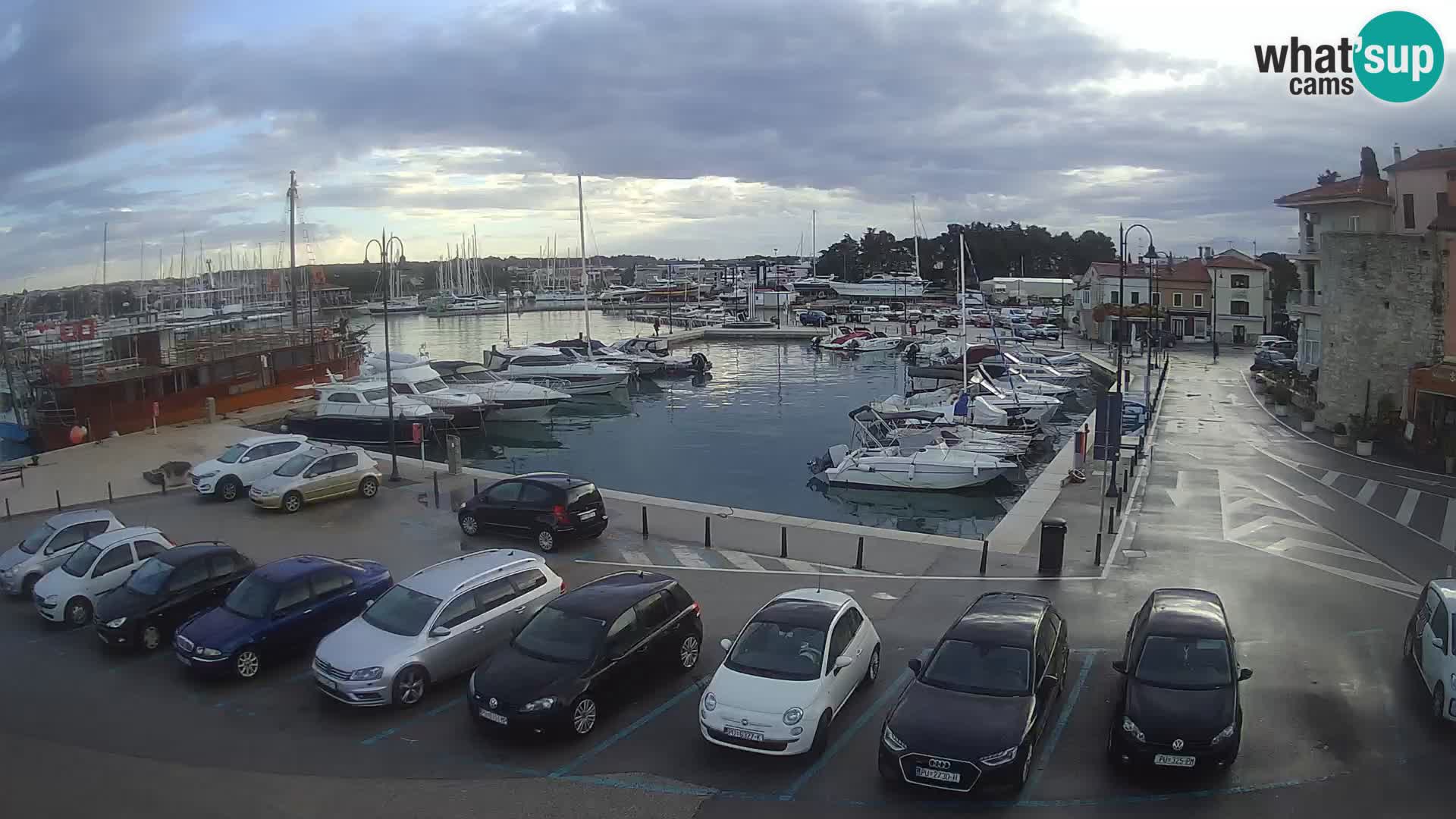 Novigrad | Porporela marina