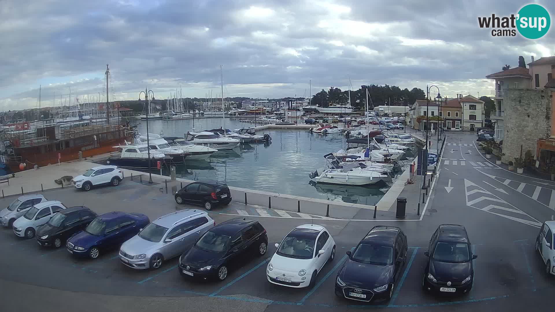 Novigrad | Porporela marina