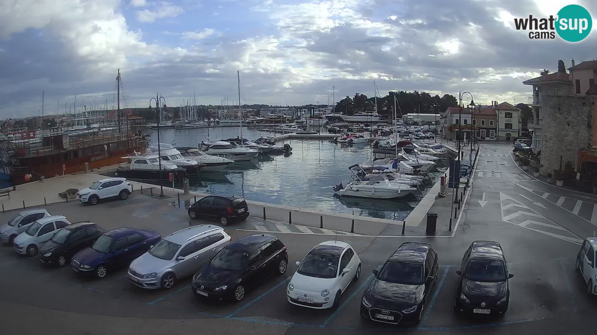 Novigrad | Porporela marina