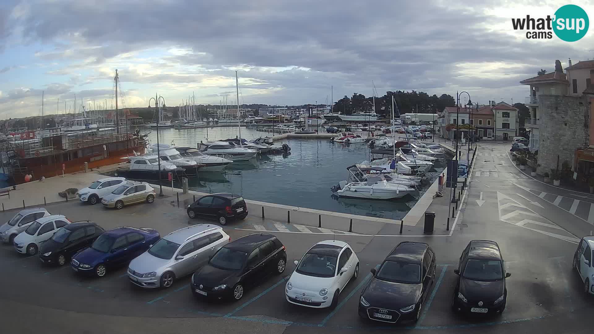 Novigrad | Porporela marina