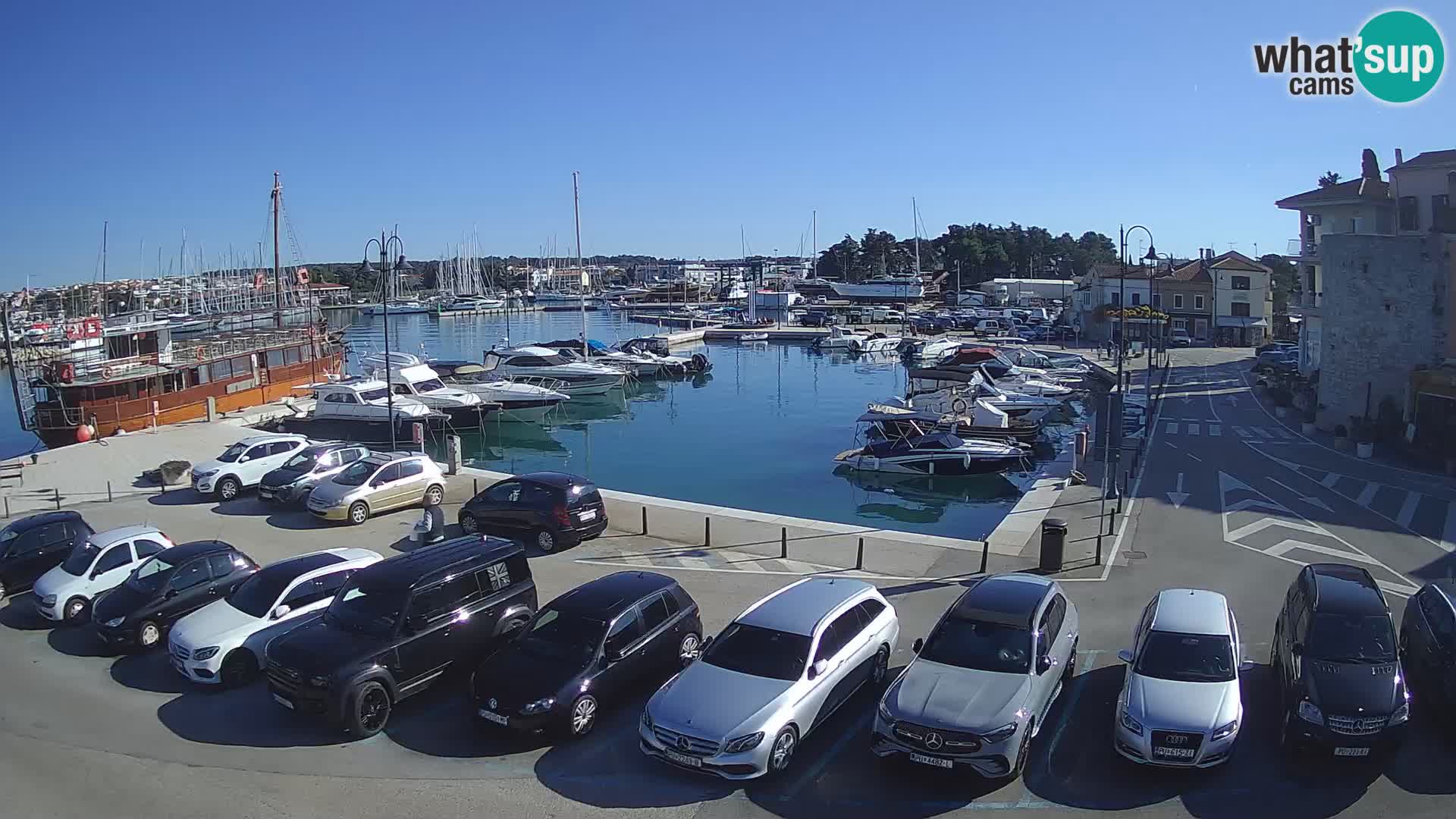 Novigrad | Porporela marina