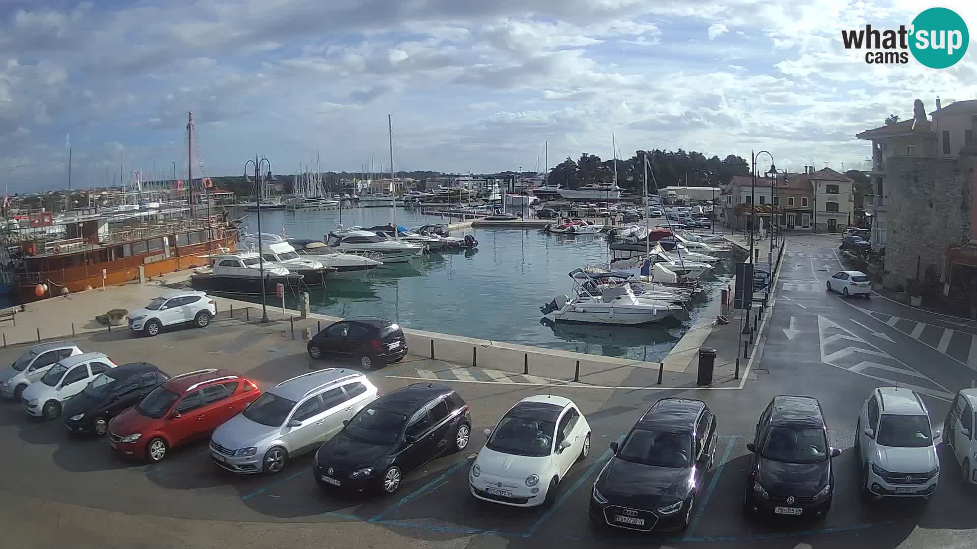 Novigrad | Porporela marina