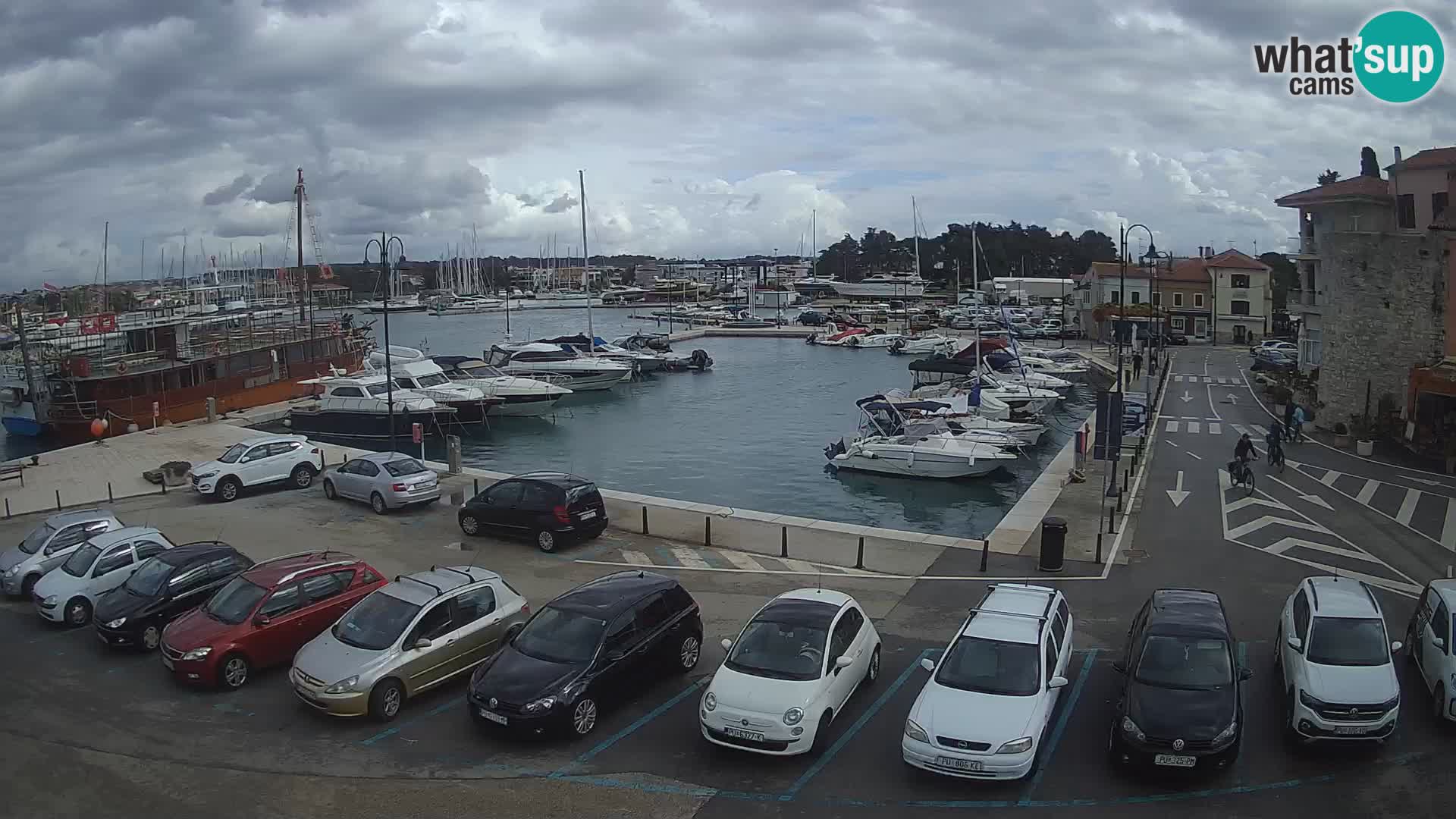Novigrad | Porporela marina
