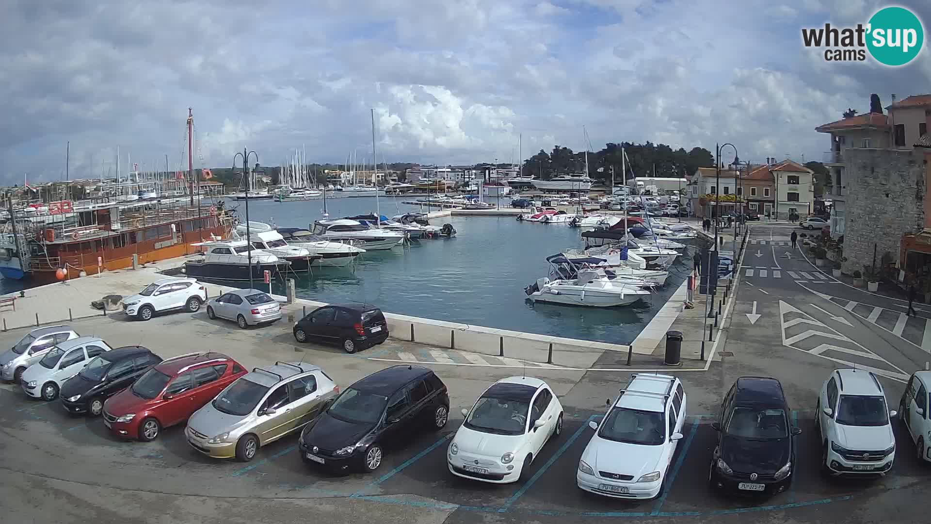 Novigrad | Porporela marina