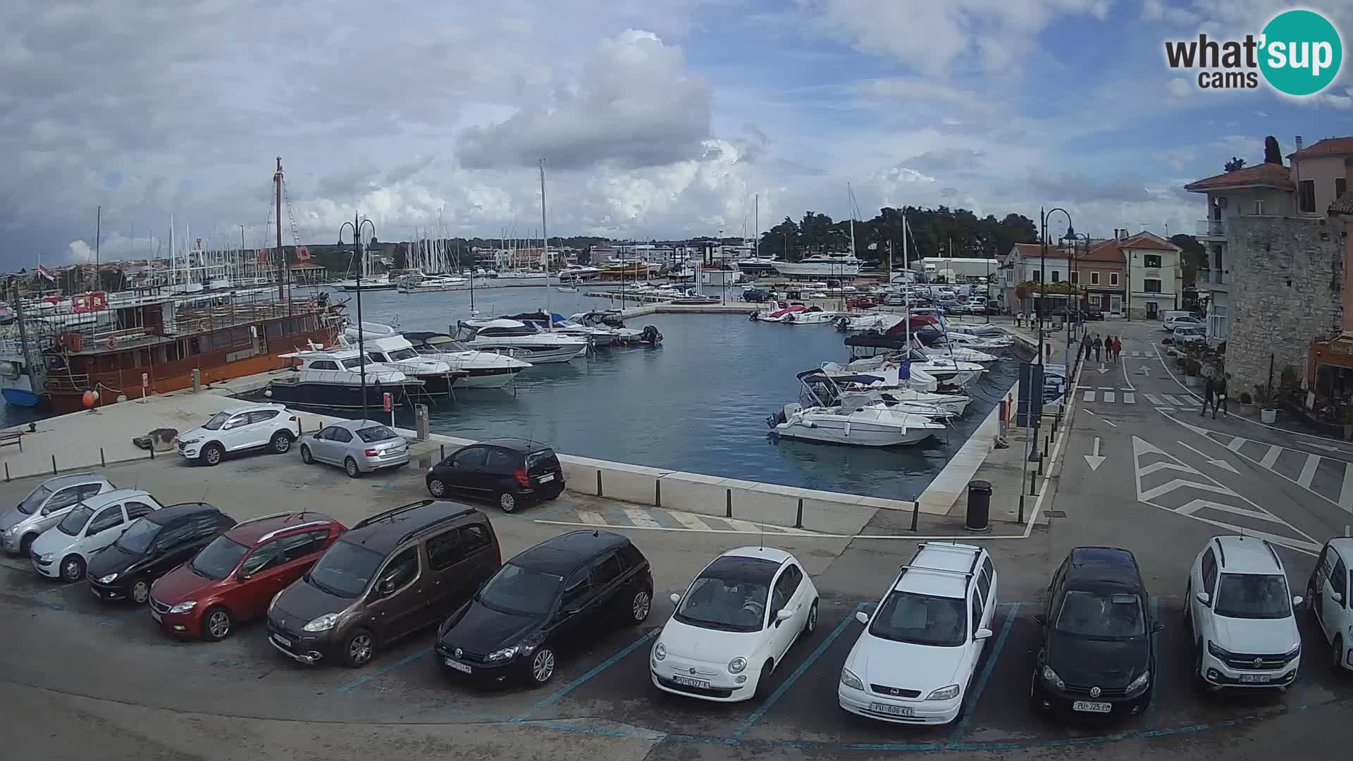 Novigrad | Porporela marina
