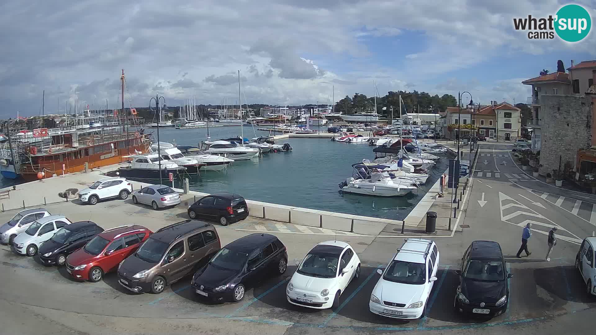 Novigrad | Porporela marina