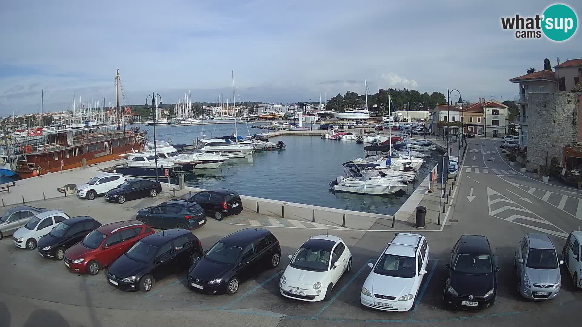 Novigrad | Porporela marina