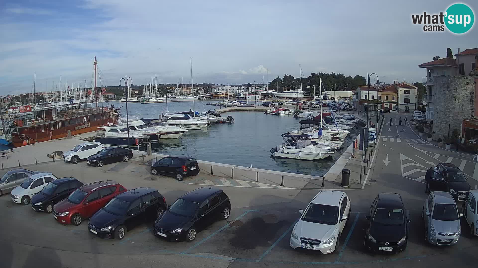 Novigrad | Porporela marina