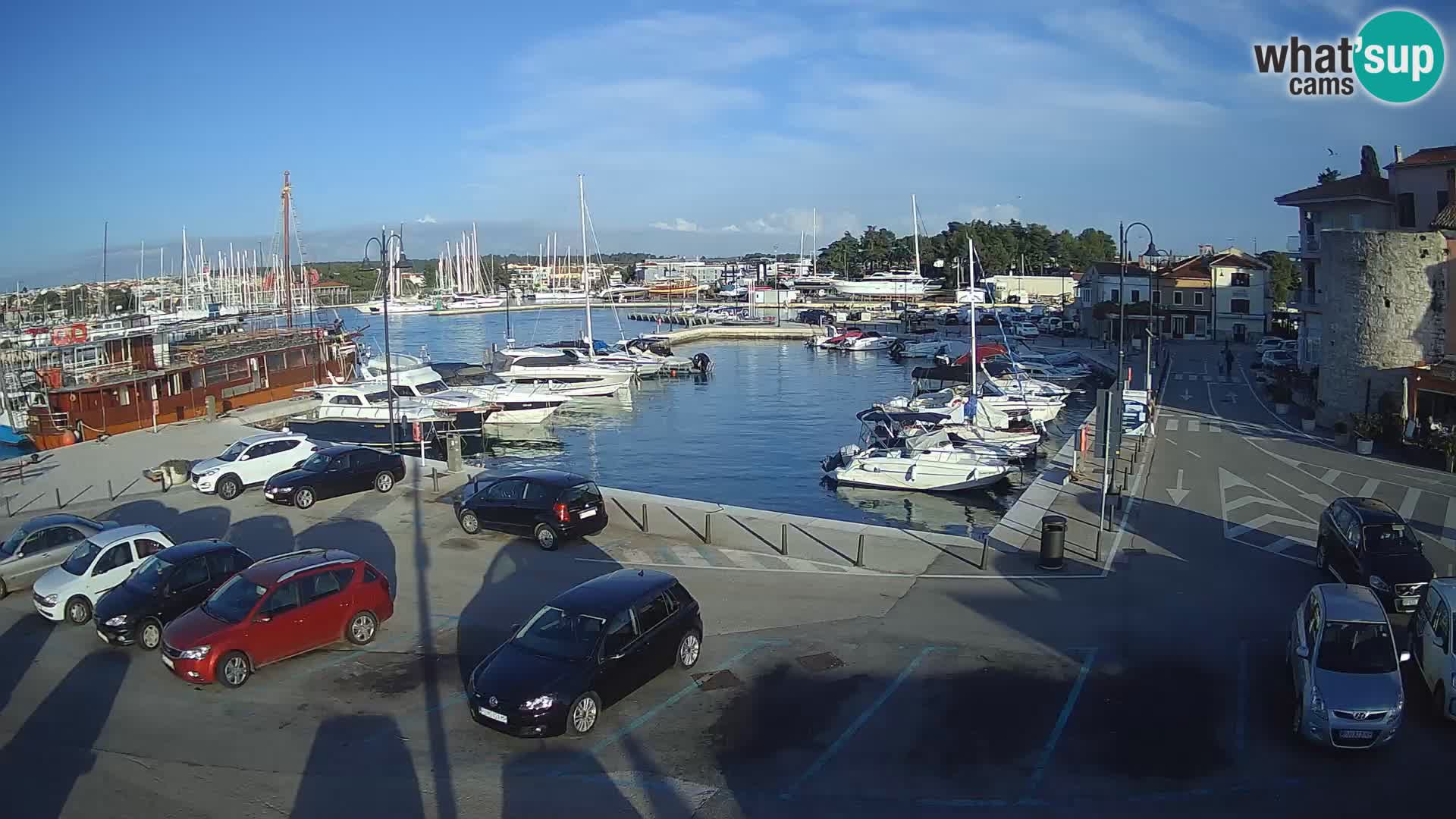 Novigrad | Porporela marina