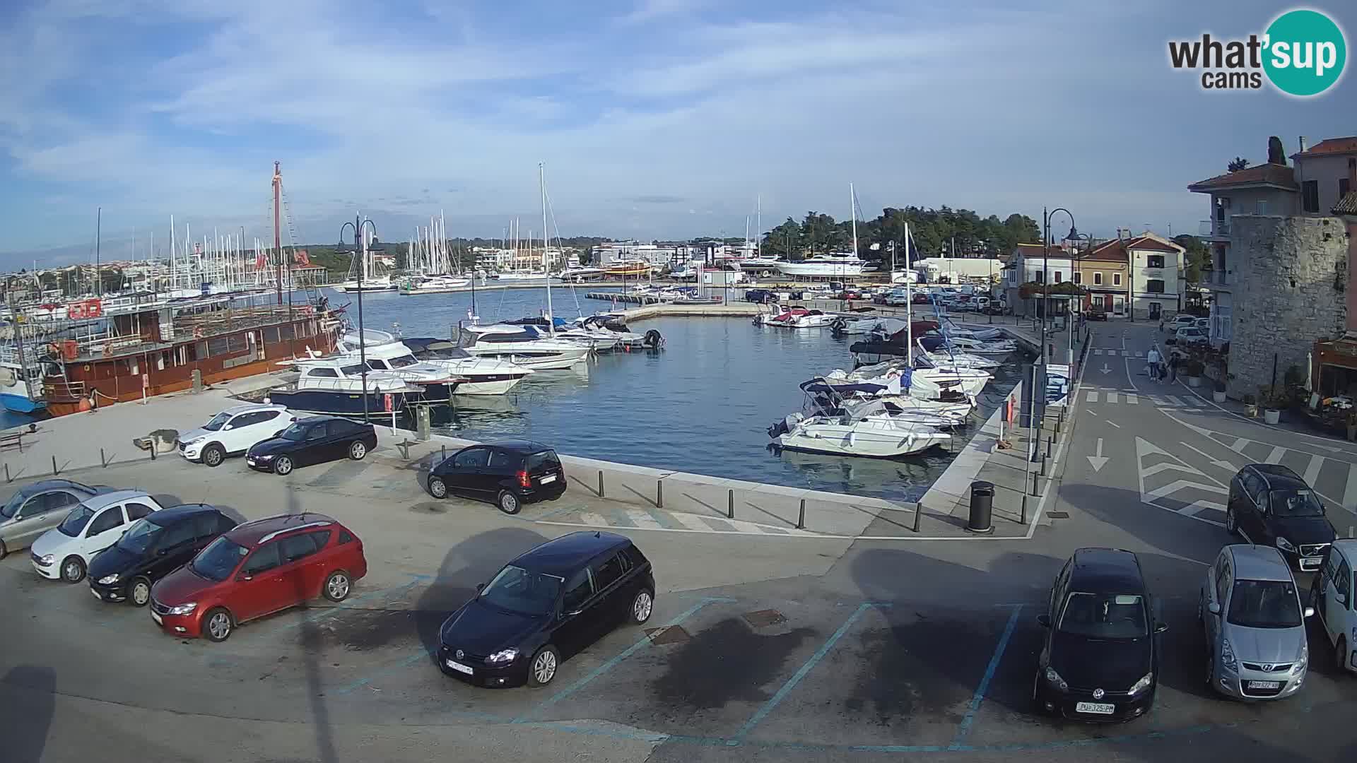 Novigrad | Porporela marina