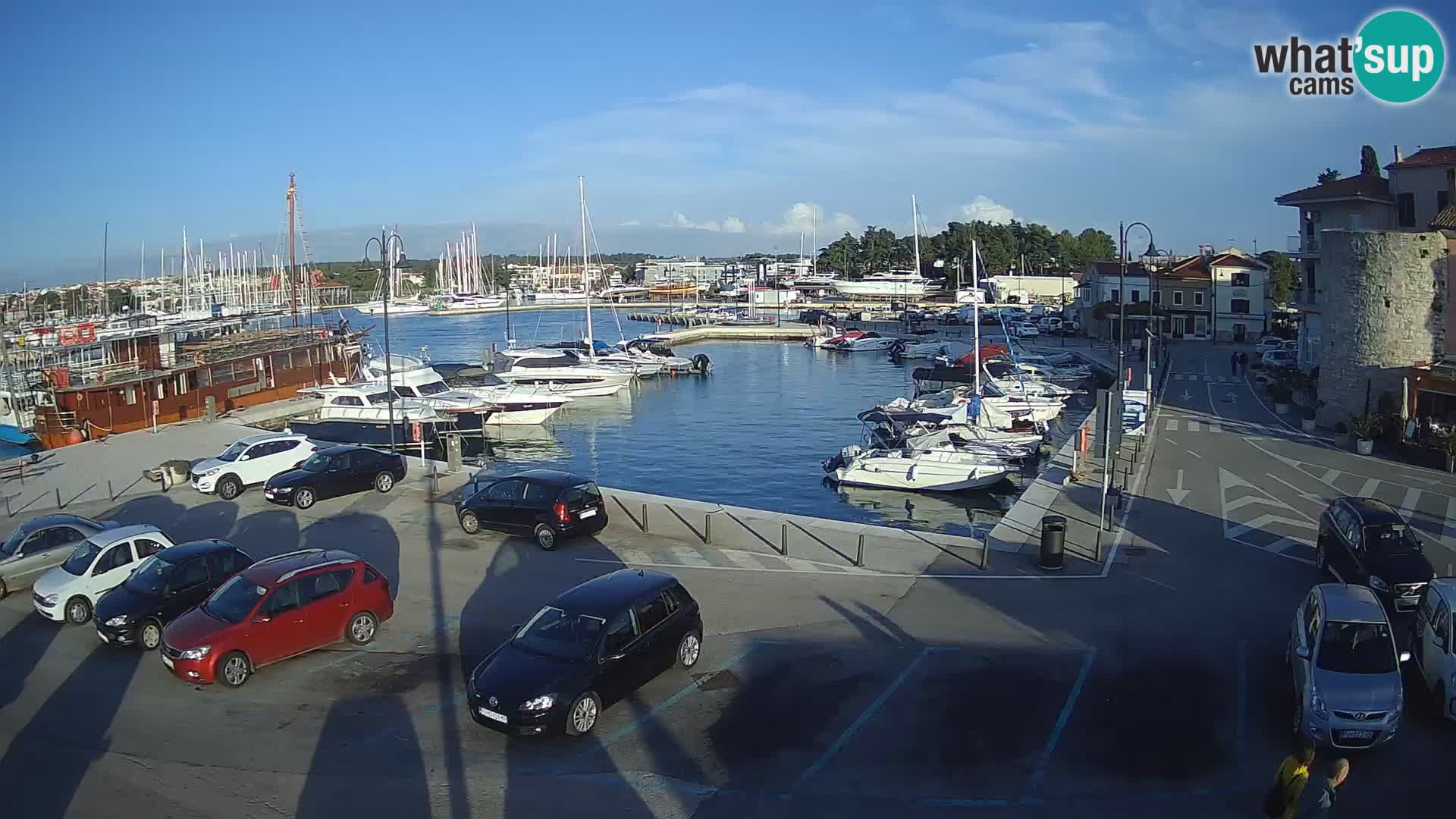 Novigrad | Porporela marina