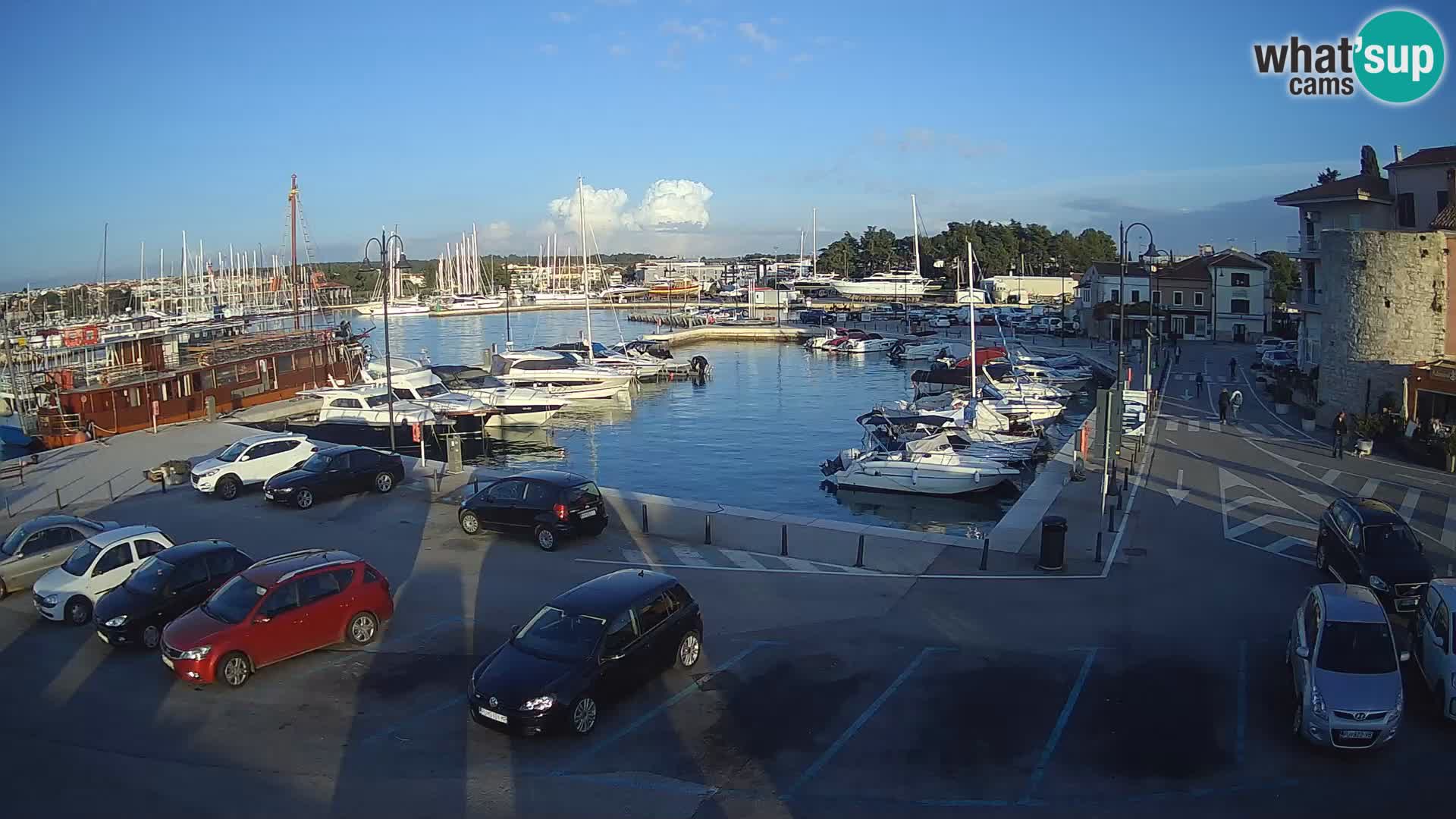 Novigrad | Porporela marina