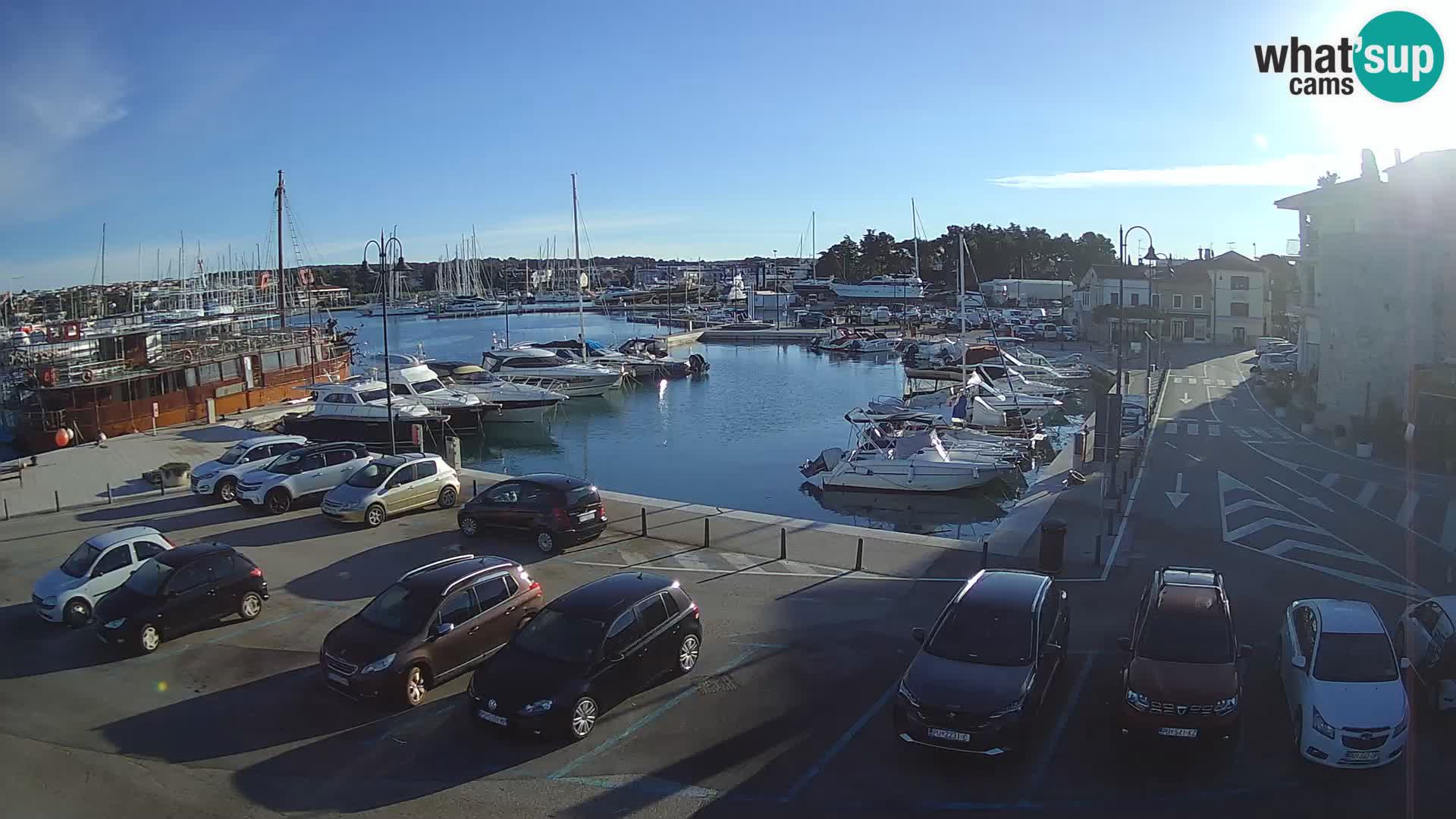 Novigrad | Porporela marina