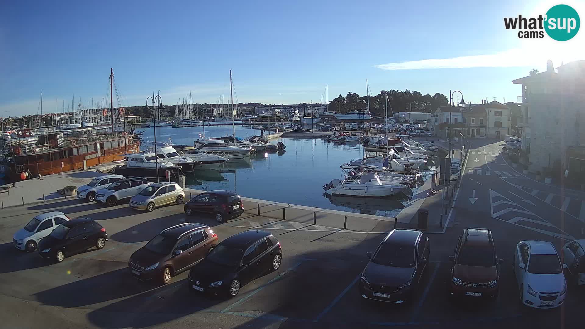 Novigrad | Porporela marina