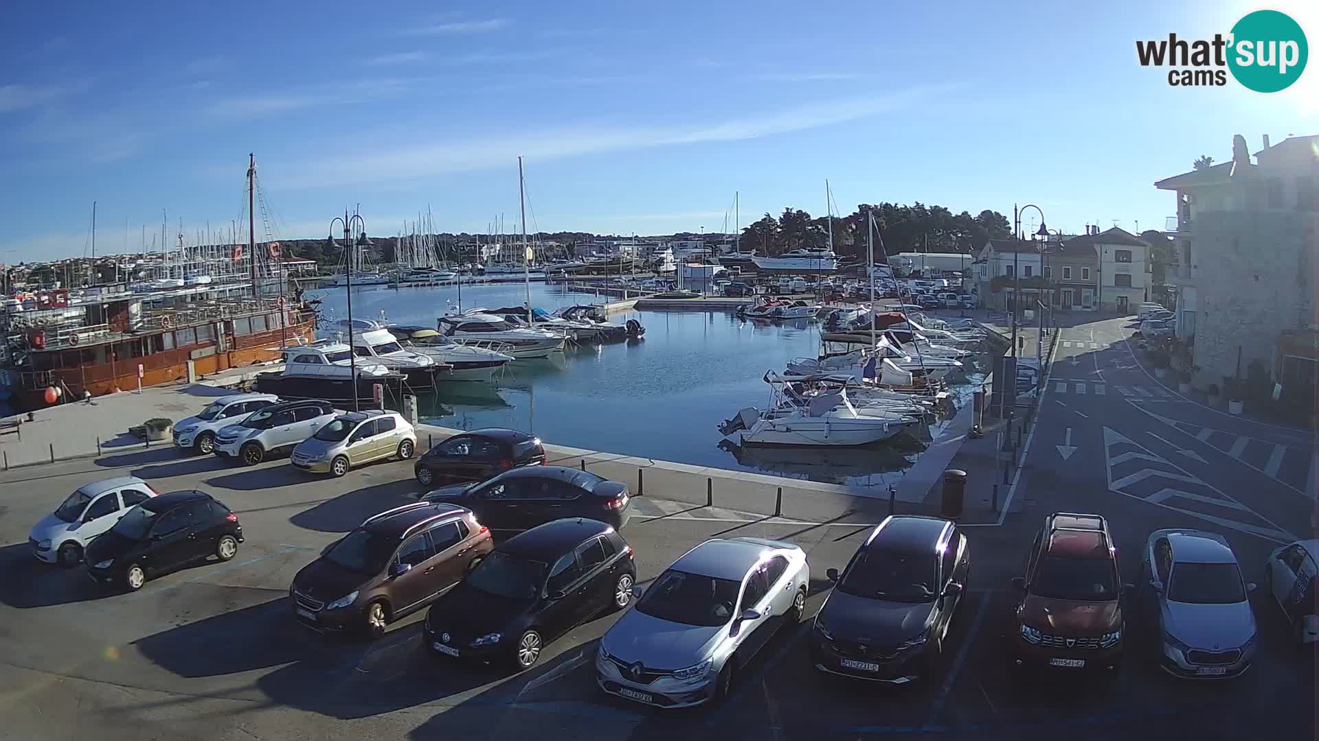 Novigrad | Porporela marina
