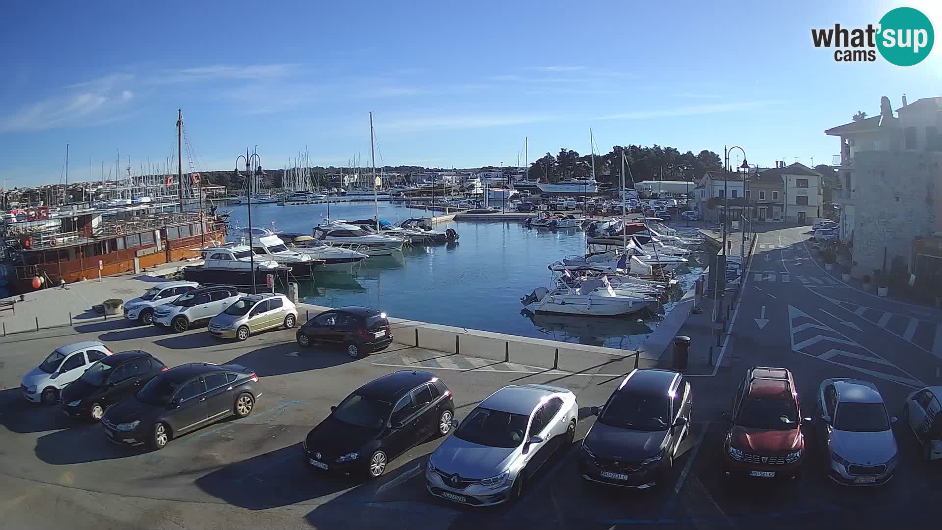 Novigrad | Porporela marina