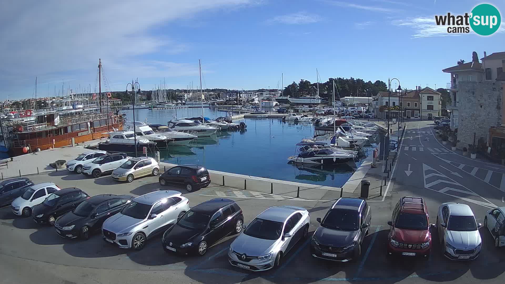 Novigrad | Porporela marina