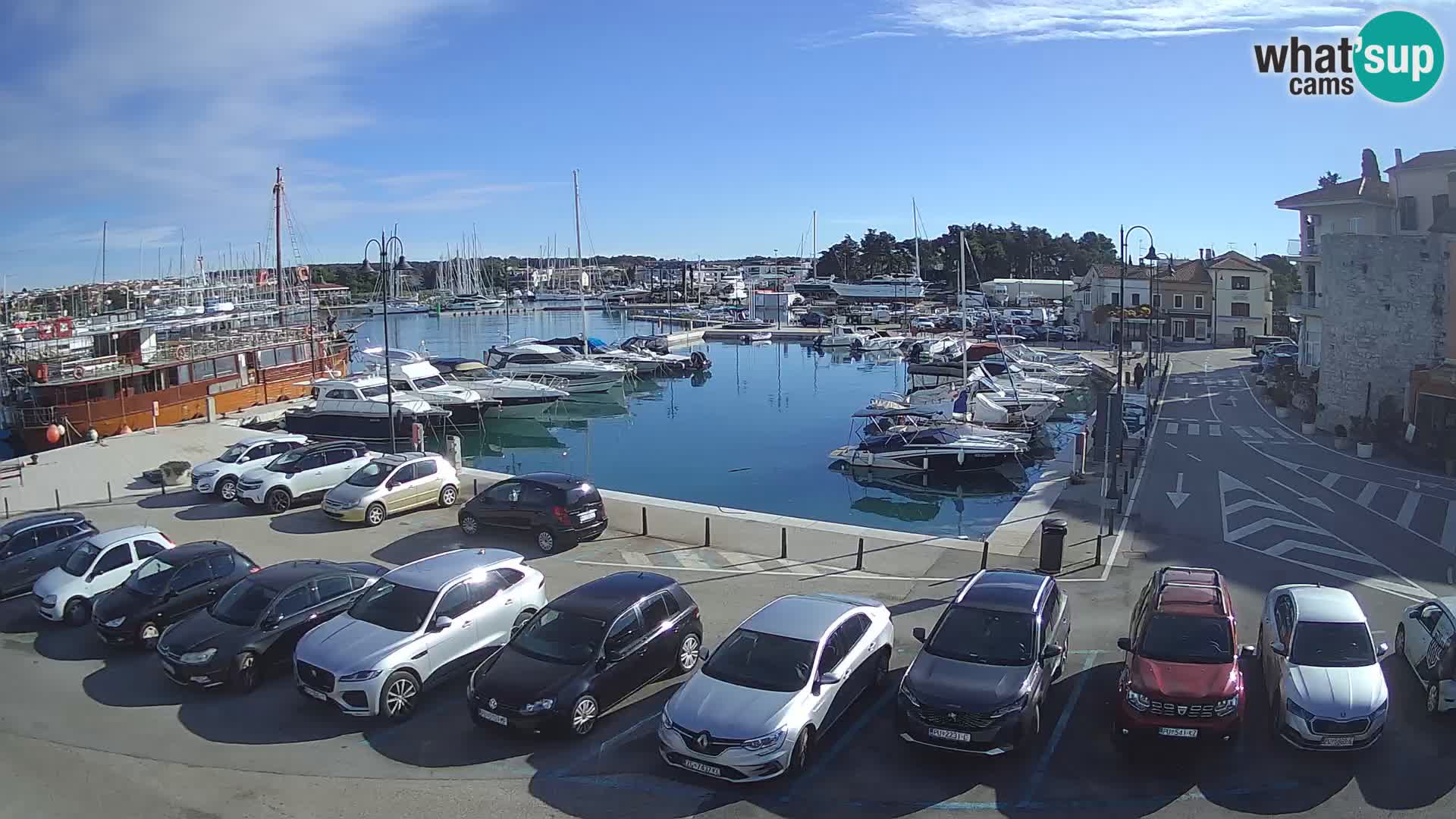 Novigrad | Porporela marina