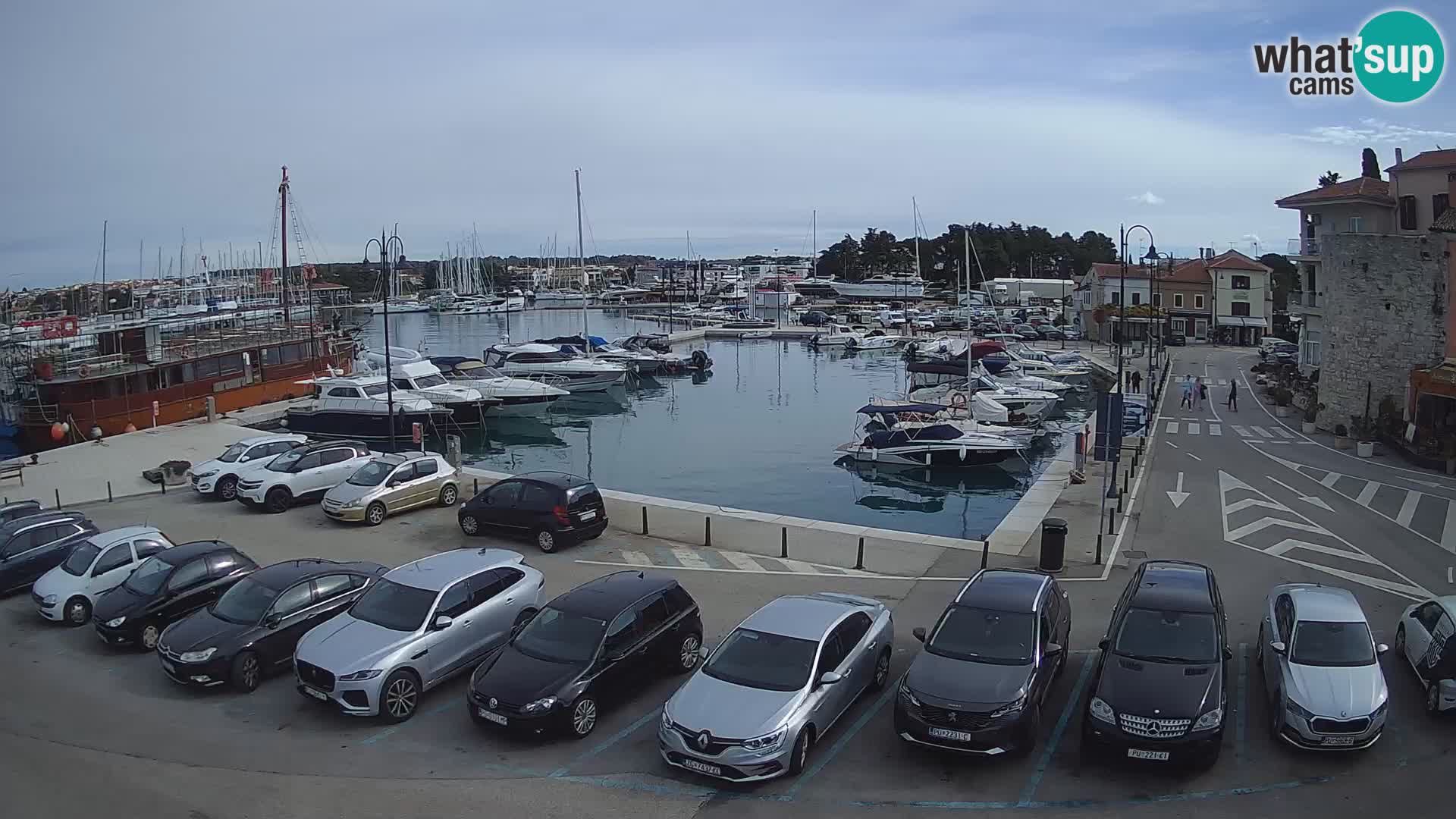 Novigrad | Porporela marina