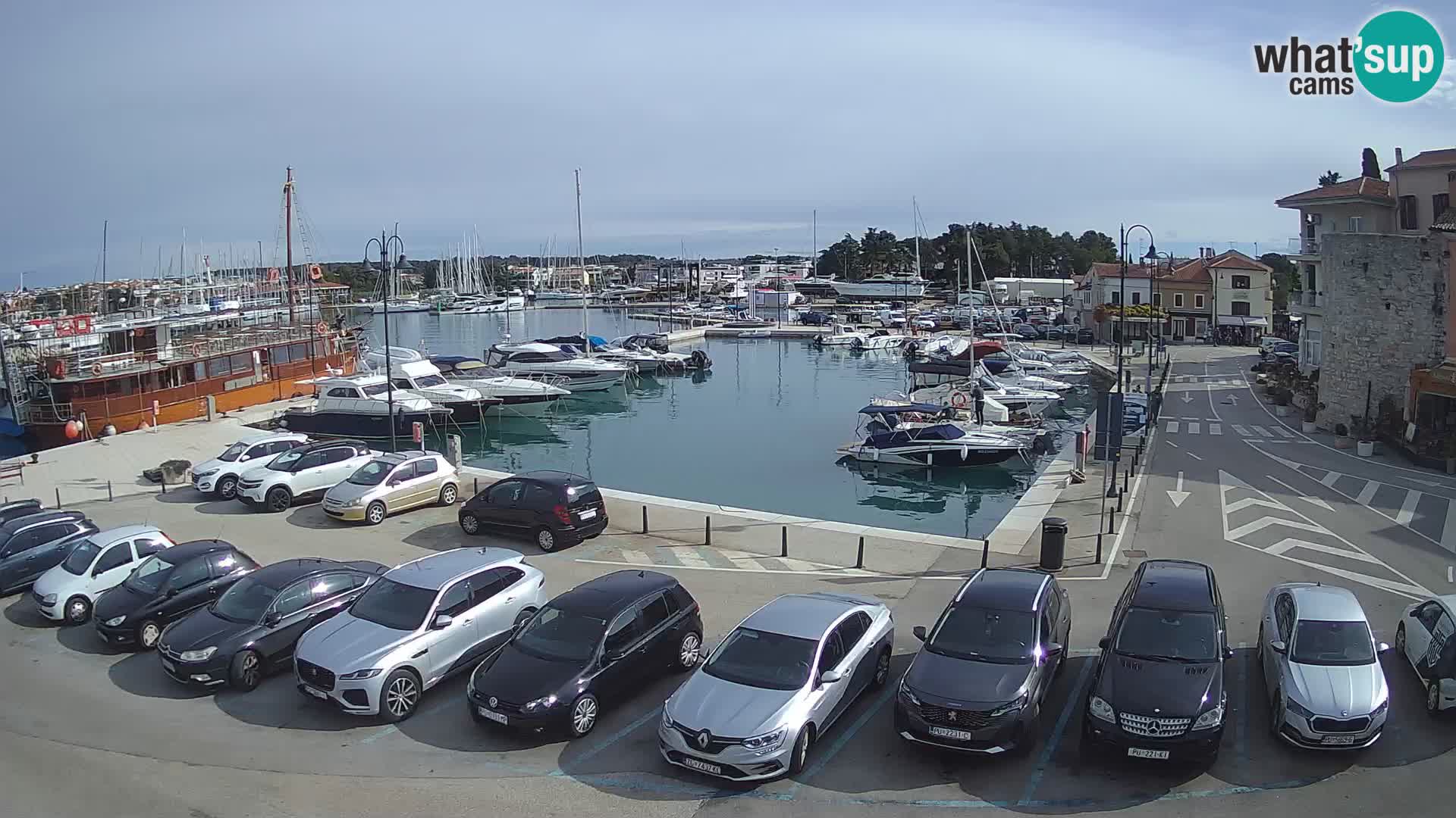 Novigrad | Porporela marina