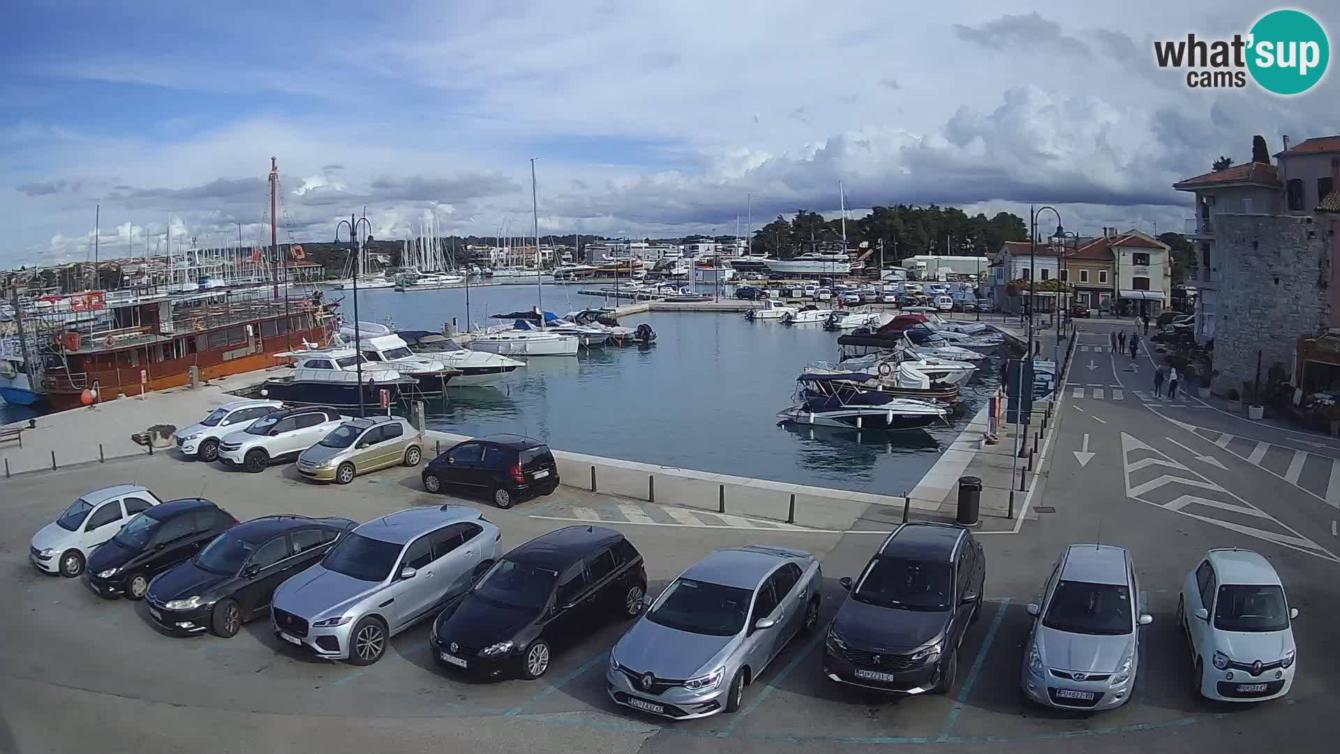 Novigrad | Porporela marina