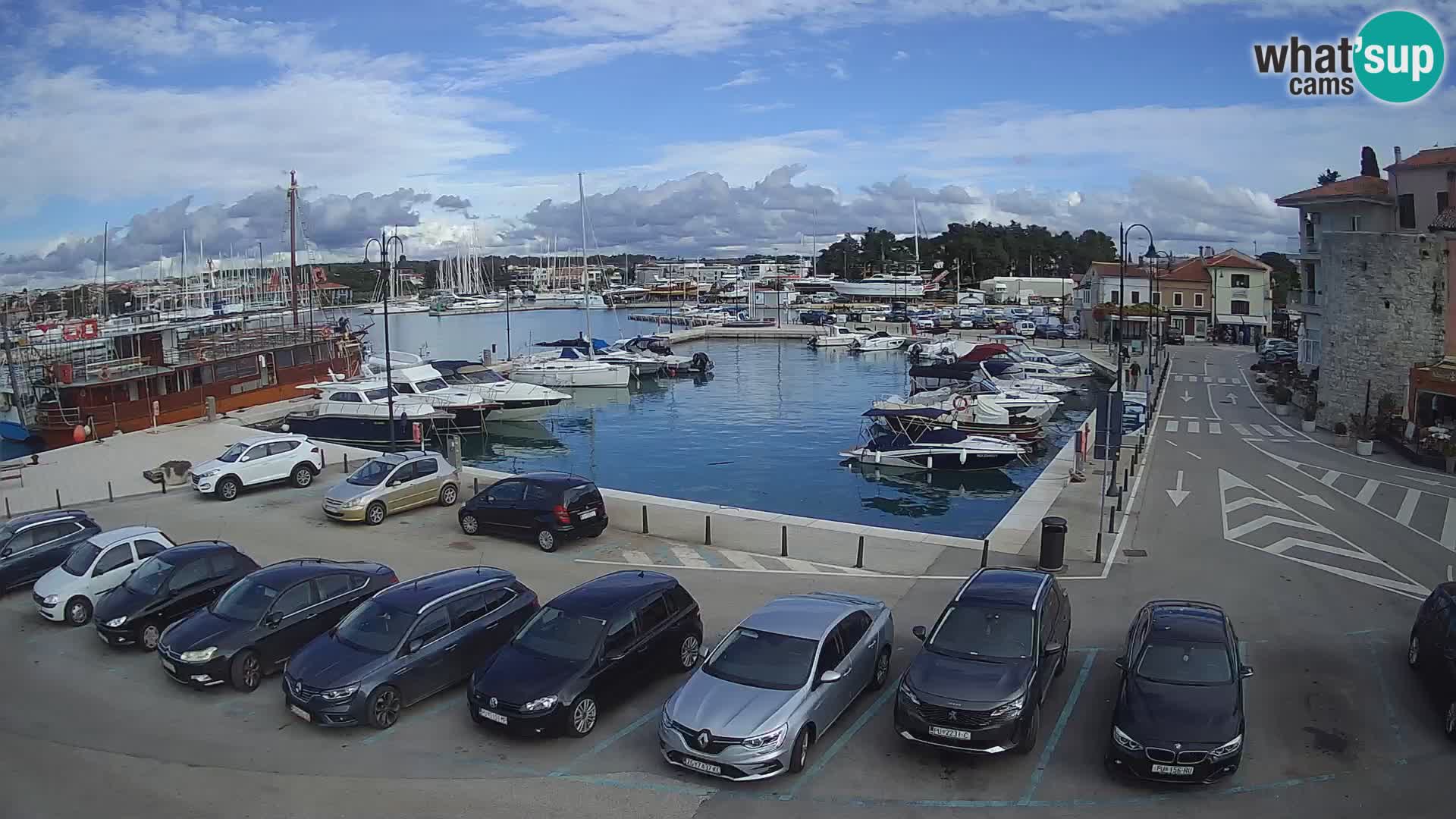 Novigrad | Porporela marina