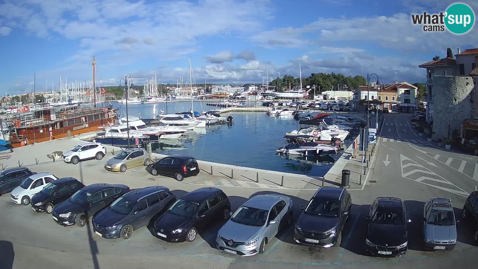 Novigrad | Porporela marina