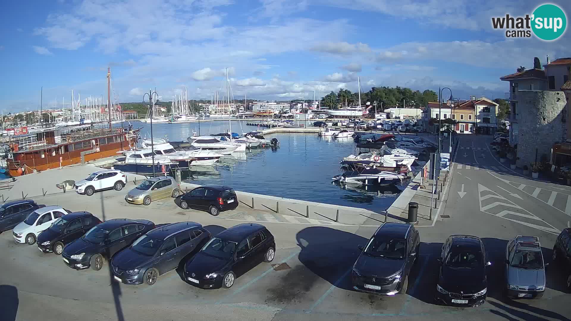 Novigrad | Porporela marina