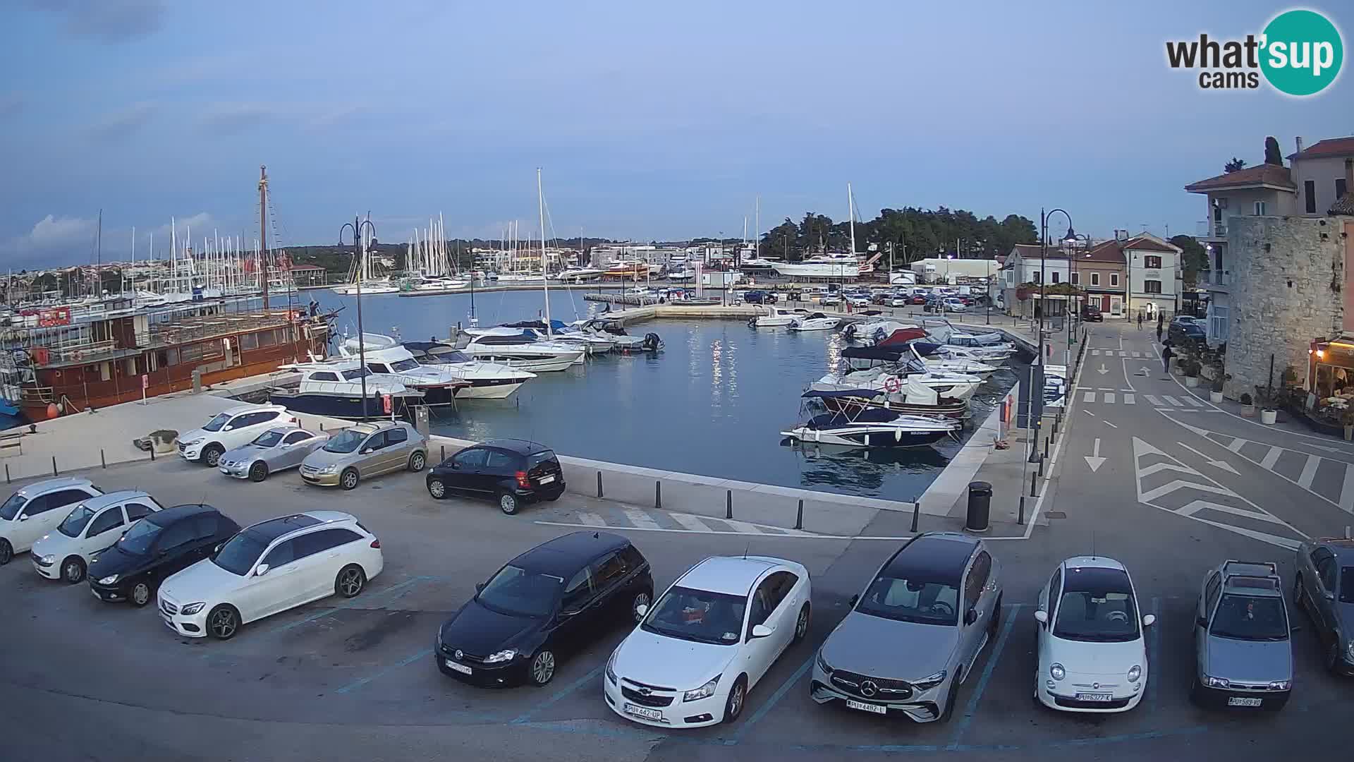 Novigrad | Porporela marina