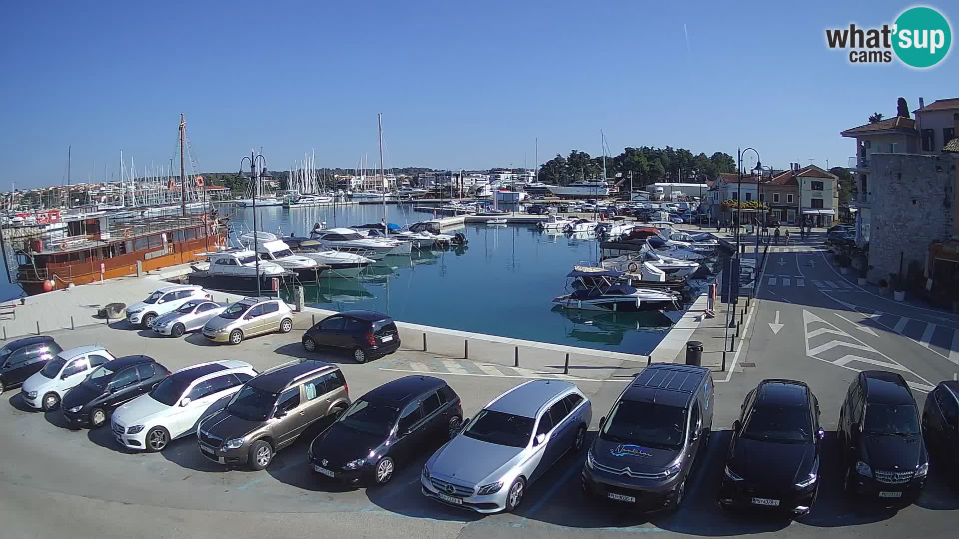 Novigrad | Porporela marina