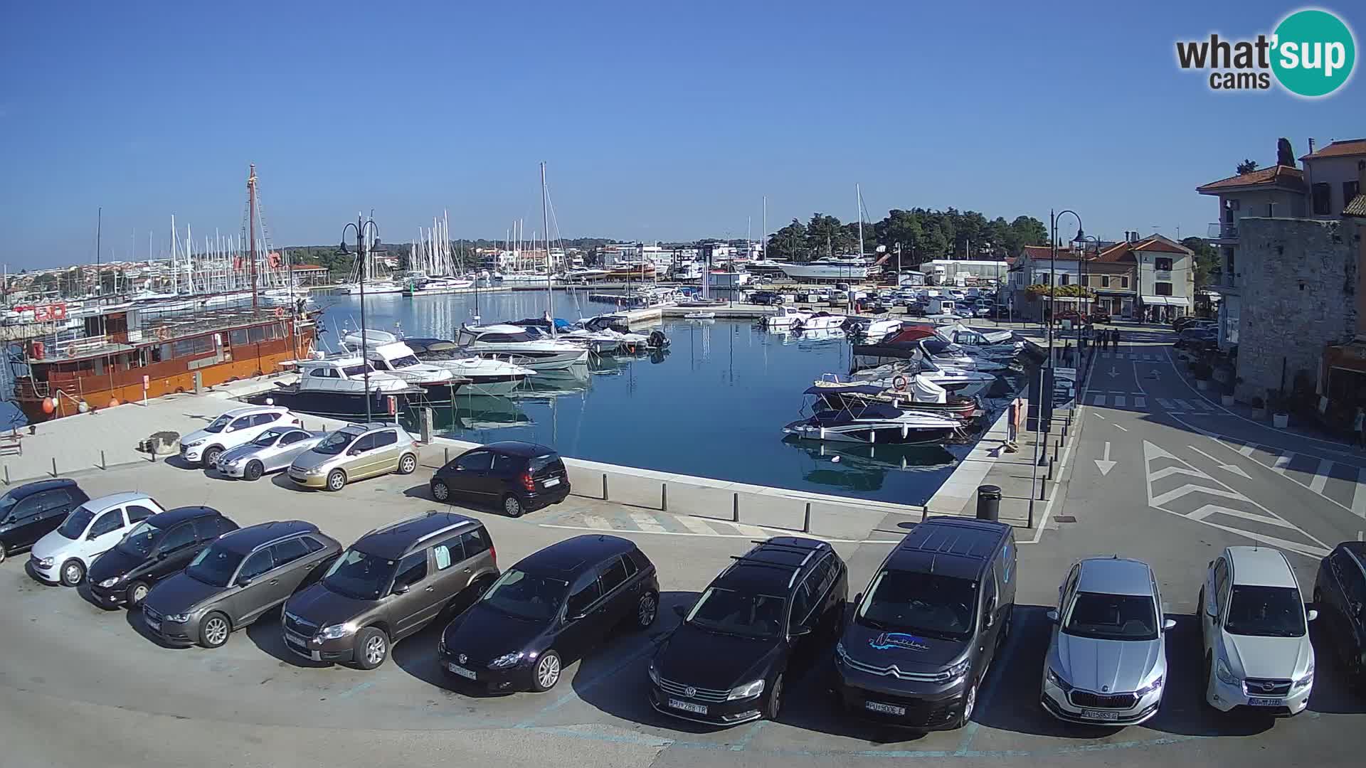 Novigrad | Porporela marina