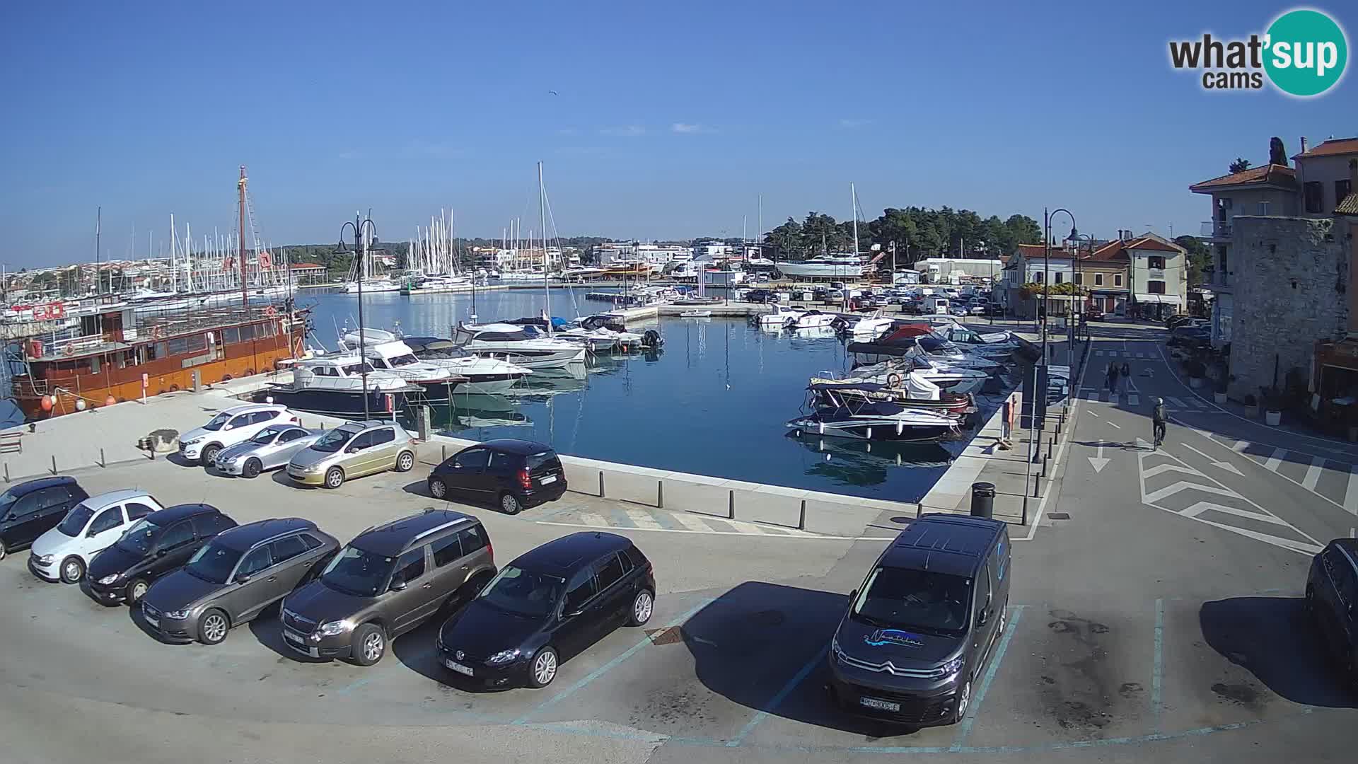 Novigrad | Porporela marina