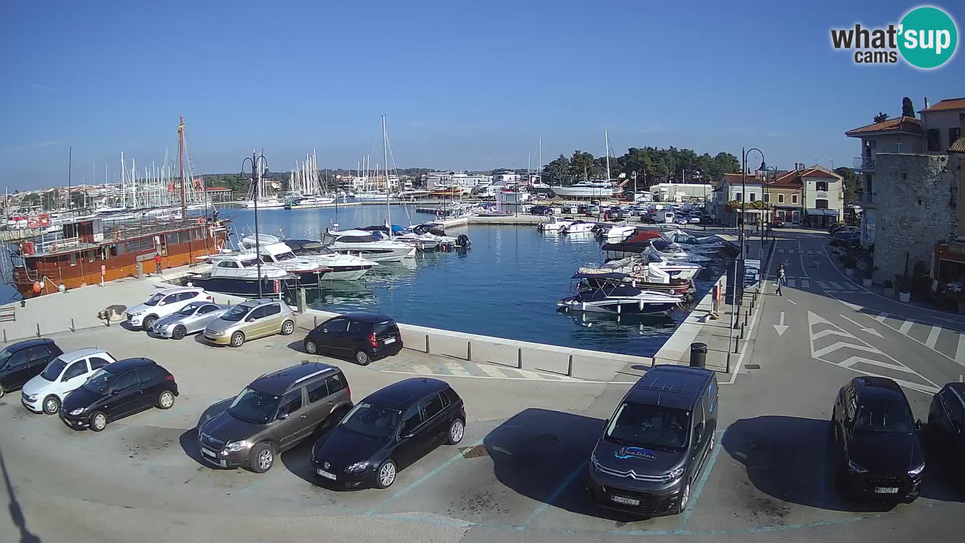 Novigrad | Porporela marina