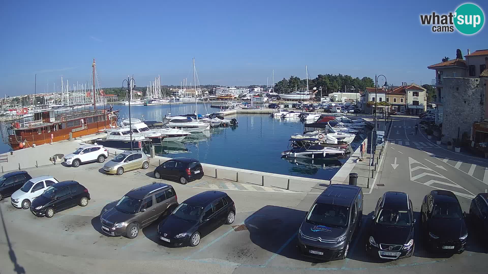 Novigrad | Porporela marina