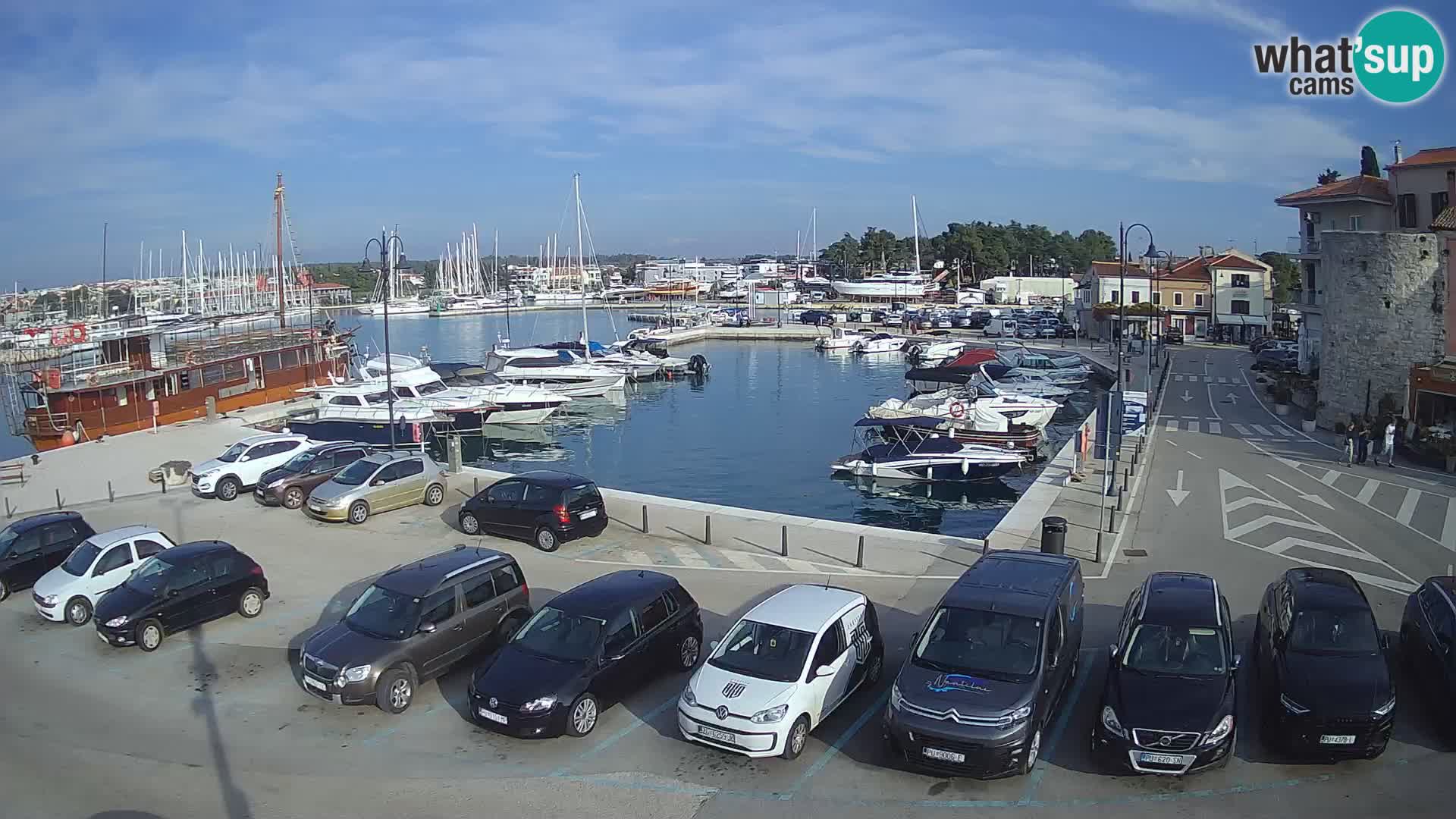 Novigrad | Porporela marina