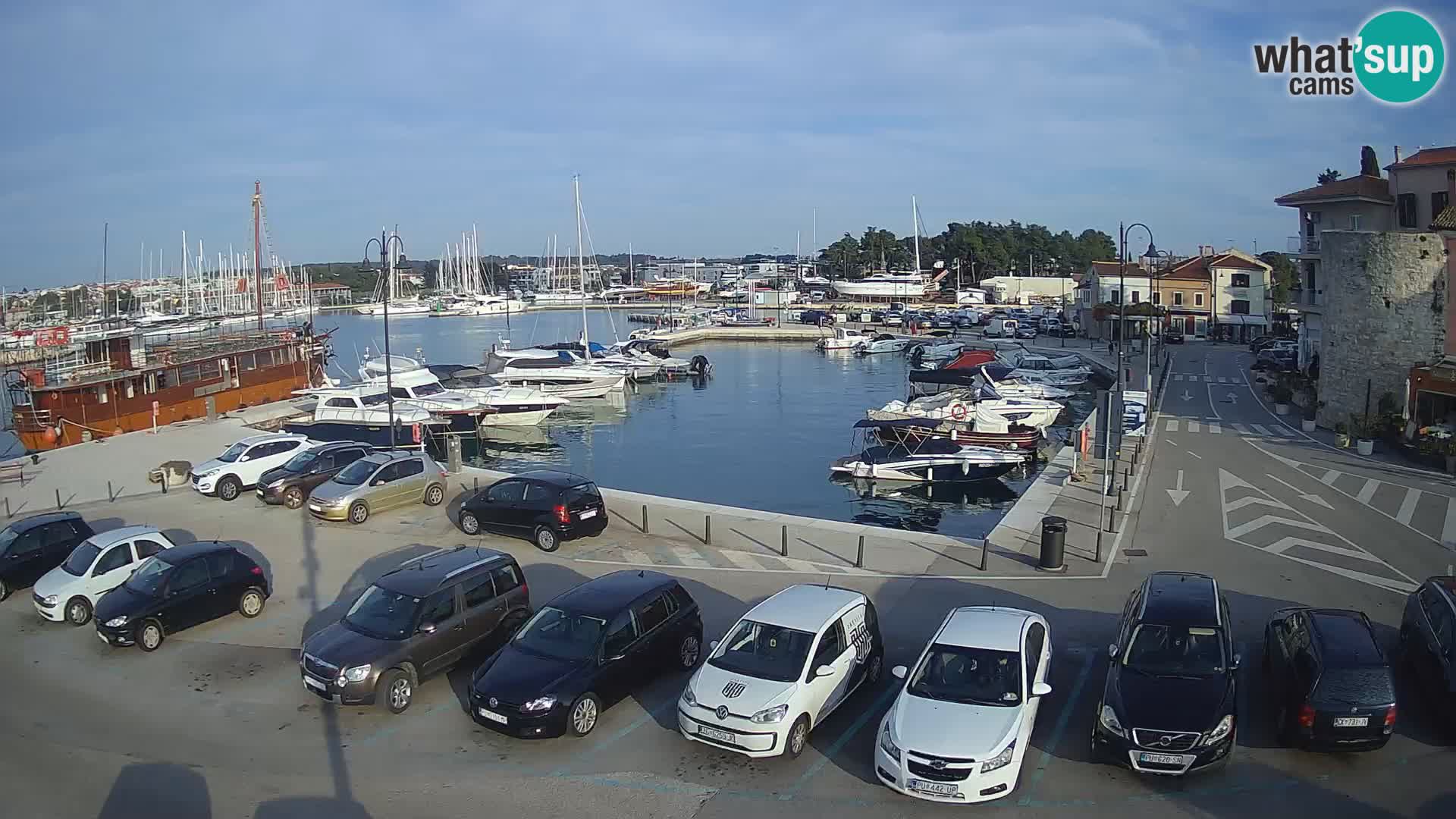 Novigrad | Porporela marina