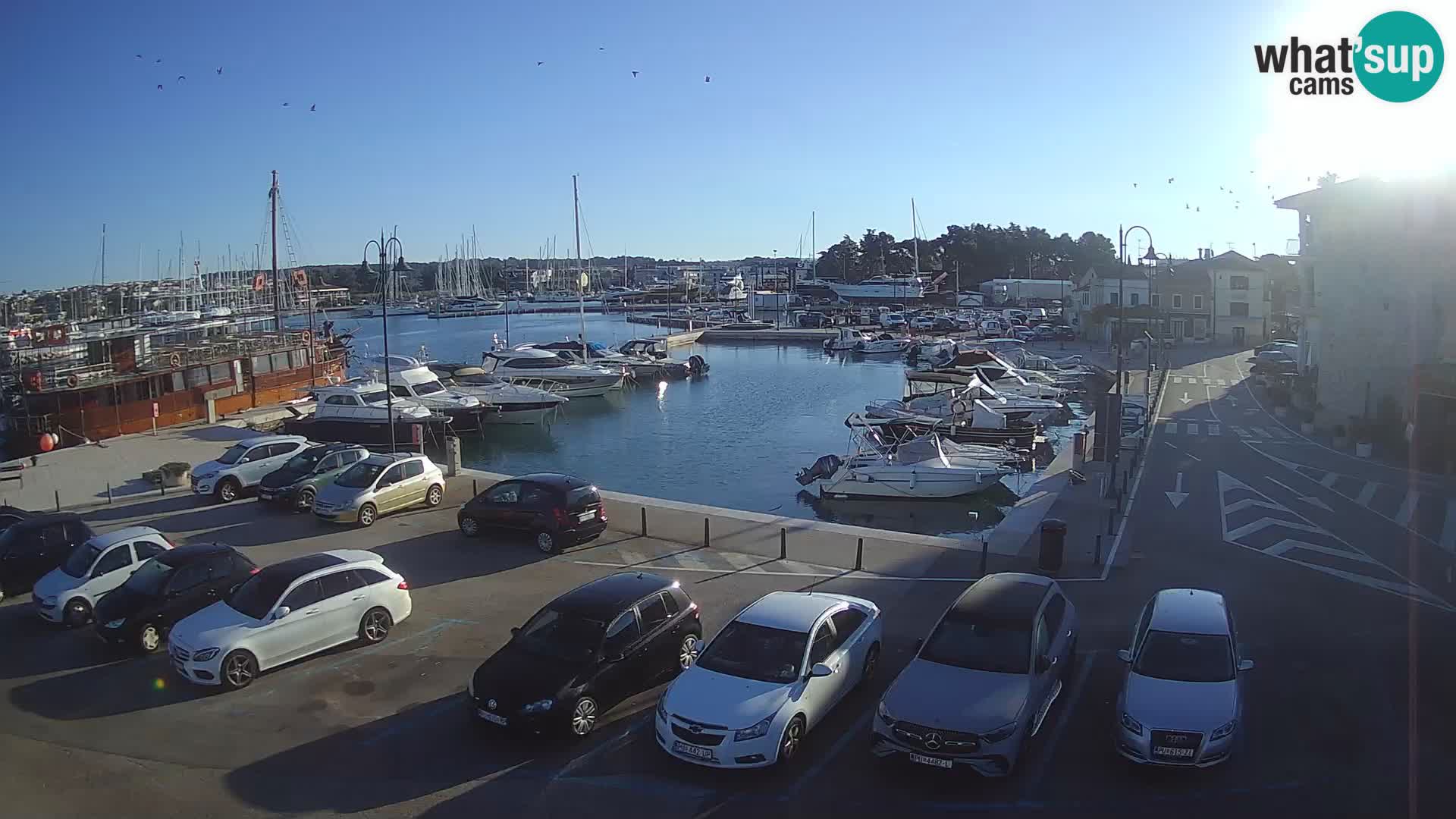 Novigrad | Porporela marina